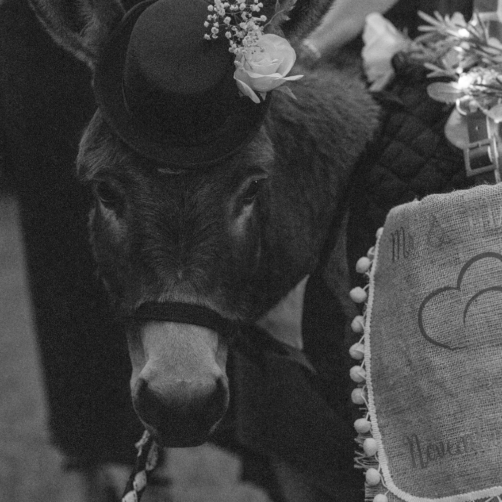 Black pig wearing a small hat decorated with flowers, standing behind a cloth with pom-pom trim, surrounded by floral decorations.