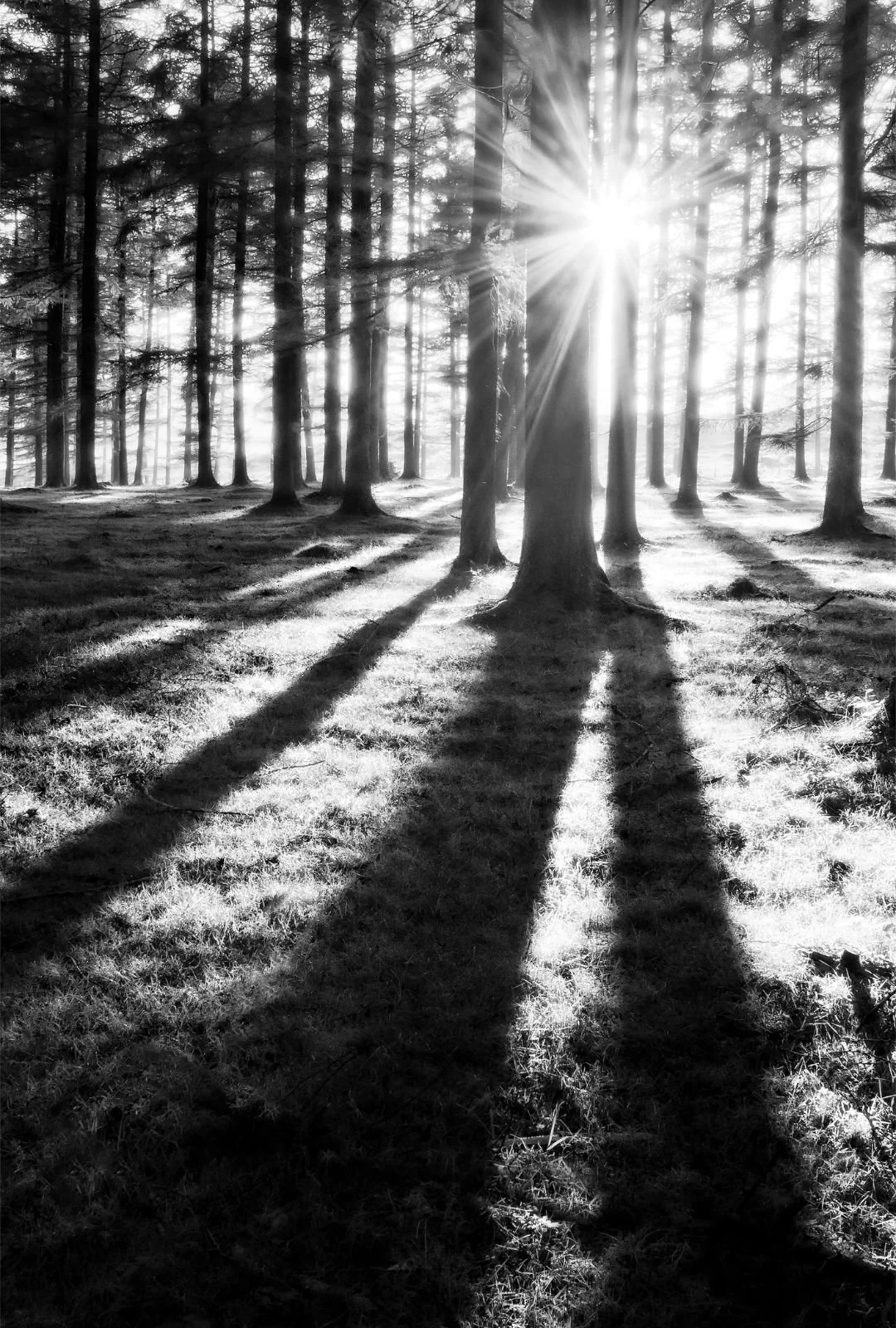 What is Shadow Work Coaching Program Online, Corvallis Oregon, Portland