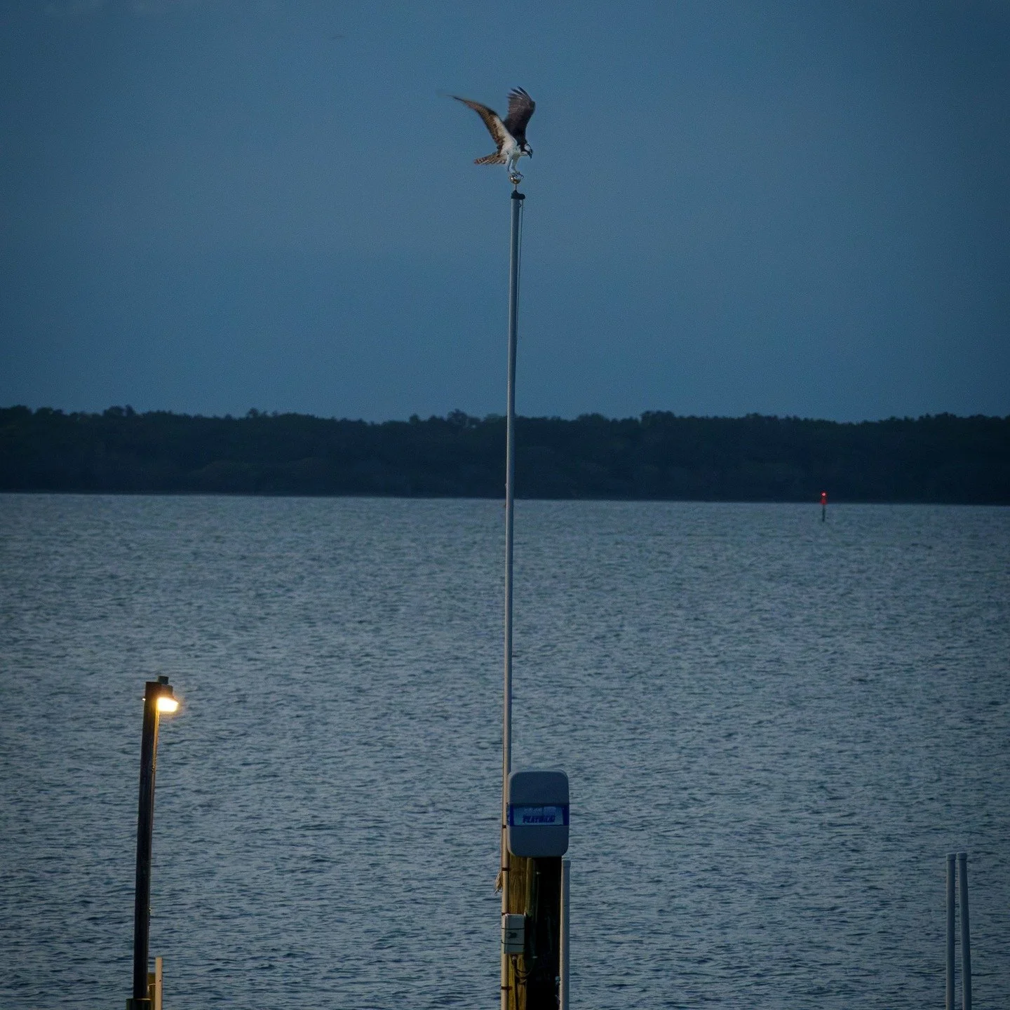 What I believe to be an osprey, photo taken looking over Santa Rosa Sound, Pensacola Beach, Florida.
#birdsofpray #birdsofprayphotography #pensacolabeachbirds #pensacolabeachflorida #live.adventure.explore #pensacolabirds #florida #floridabirds #osp