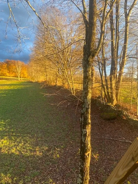 FARMLAND BORDER AND STONEWALL FECON BRUSH CLEARING