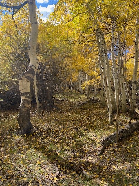 WATER RIGHTS EXHIBIT SURVEYS WYOMING