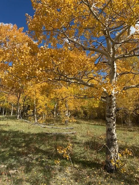 LOT SURVEYS - ALBANY COUNTY, WY
