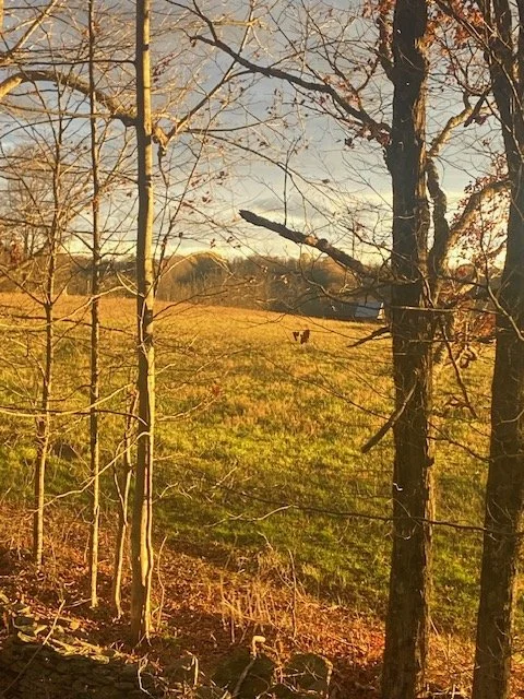 FARMLAND BORDER AND STONEWALL FECON BRUSH CLEARING