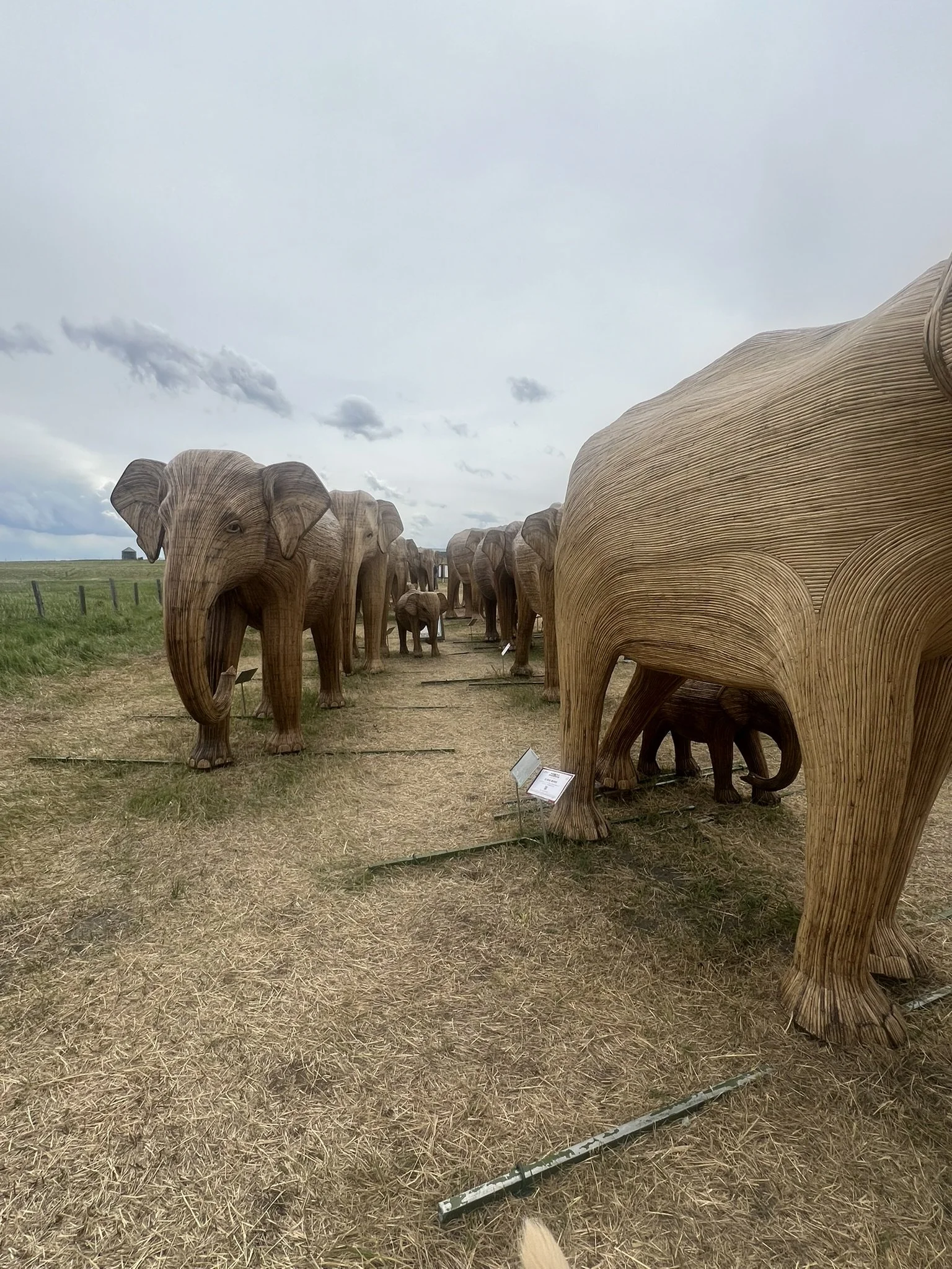  elephants in The Great Elephant Migration exhibit at the Montana Glacier National Park display 