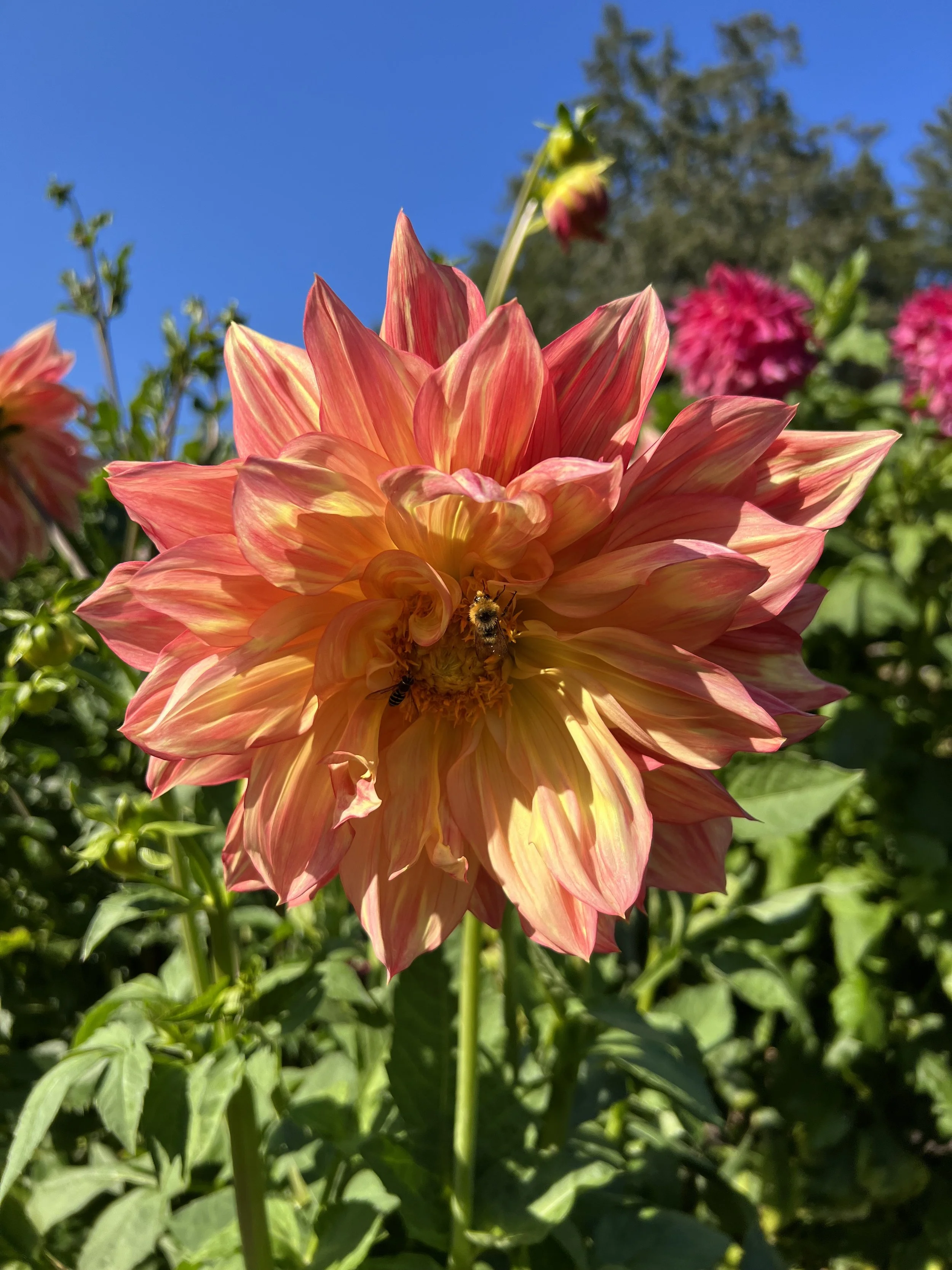 IMG_0094.jpeg
