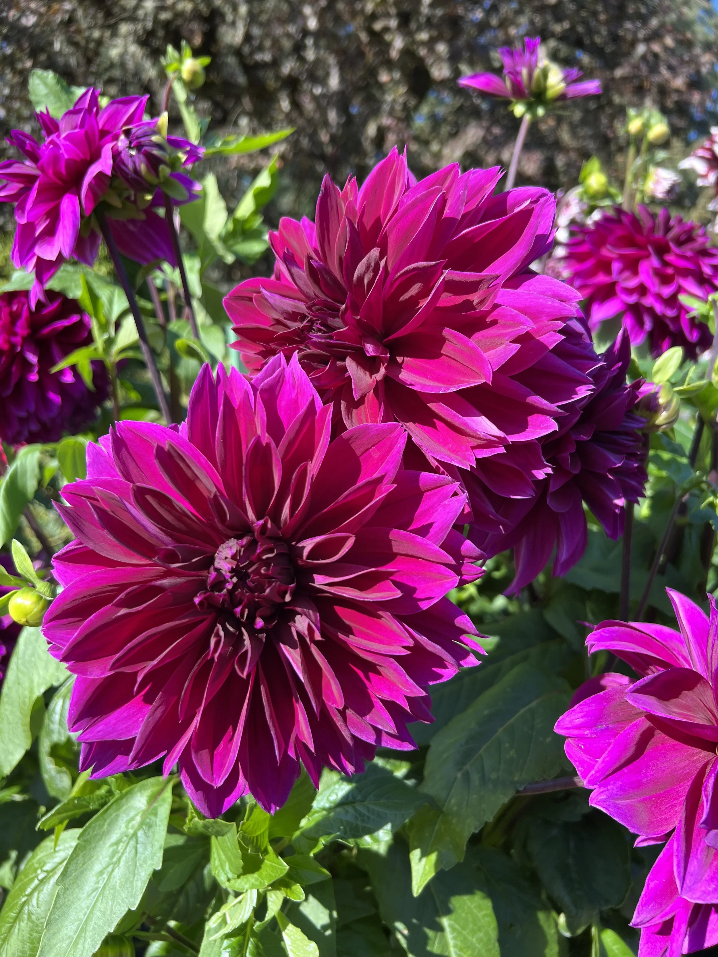 IMG_0096.jpeg