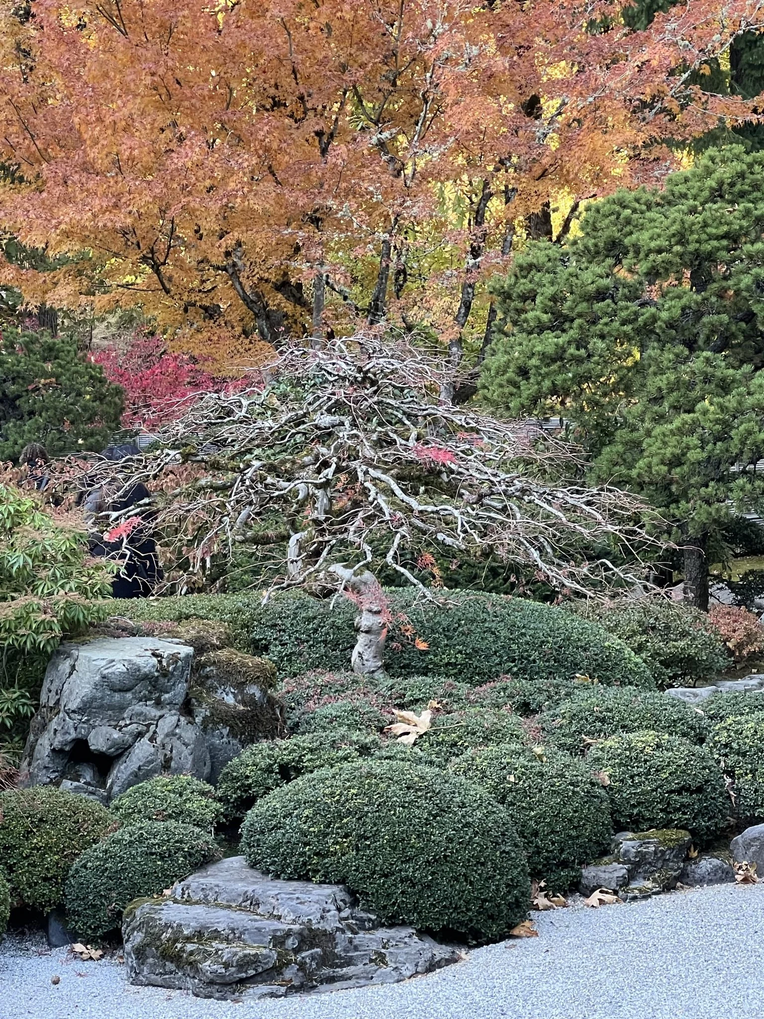 Japanese GardenFall.JPEG
