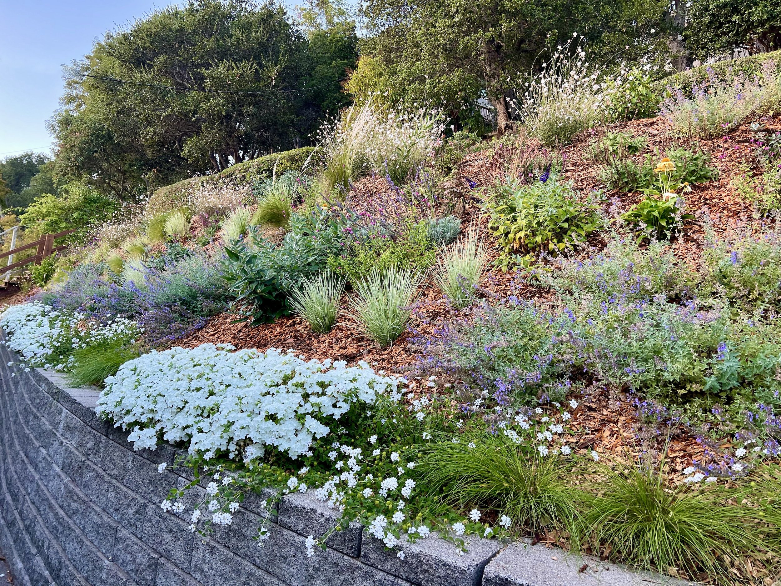 Phlox, Nepeta 'walker's low', Lantana 'white trailing', Lomandra 'lime tuft'