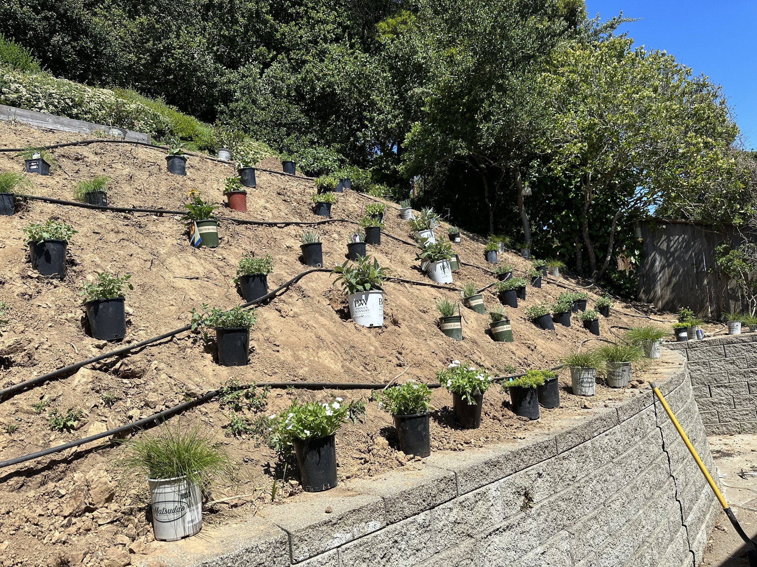 plants placement continued