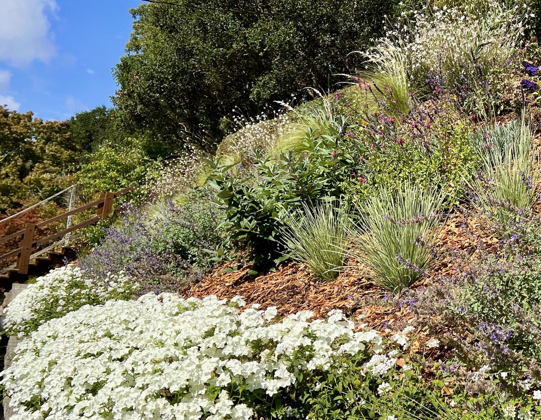 White Phlox, Lomandra 'arctic frost', Gaura 'whirling butterflies'