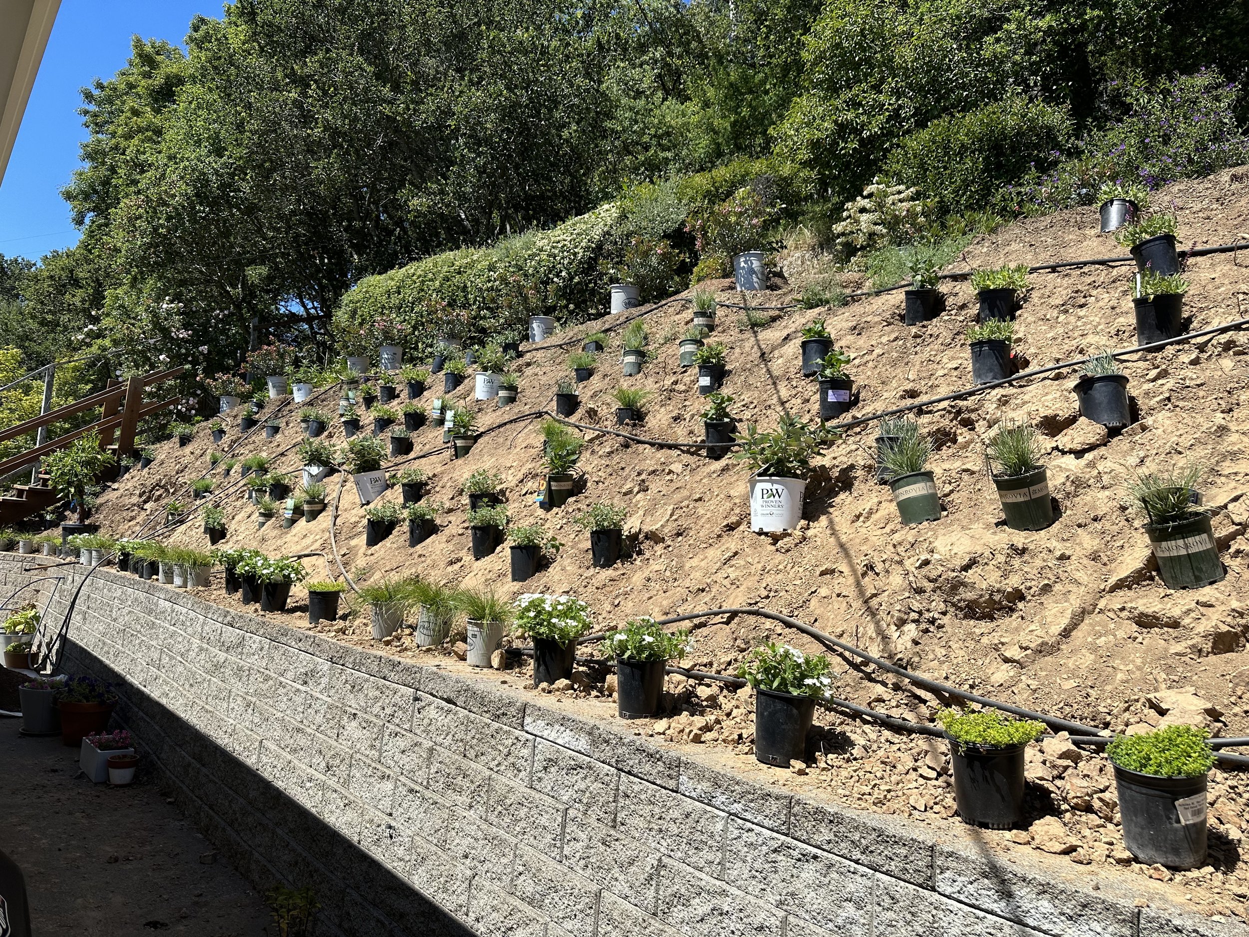 plant placement