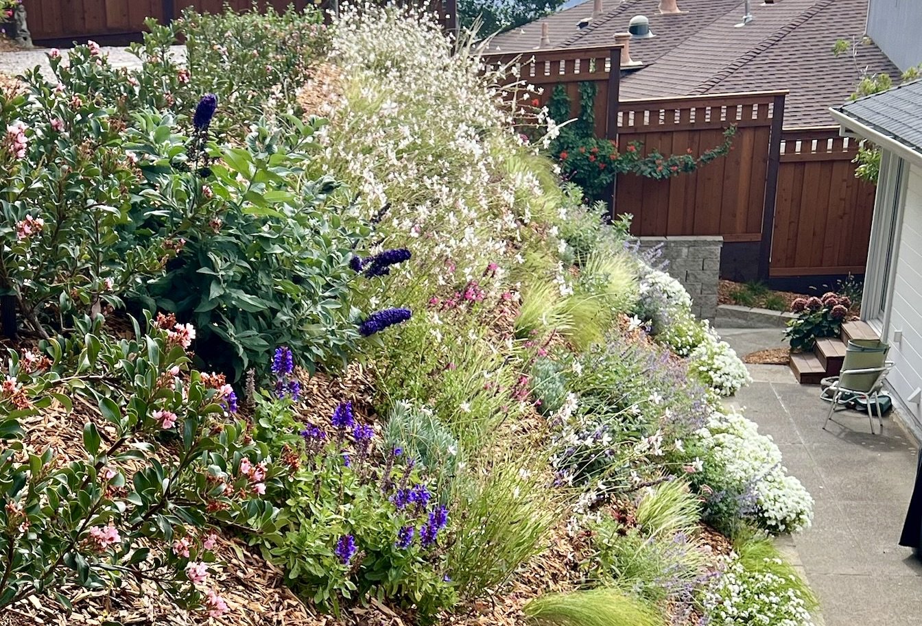 Rhaphiolepsis, Buddleia 'pugster blue', Saliva 'may night', Gaura