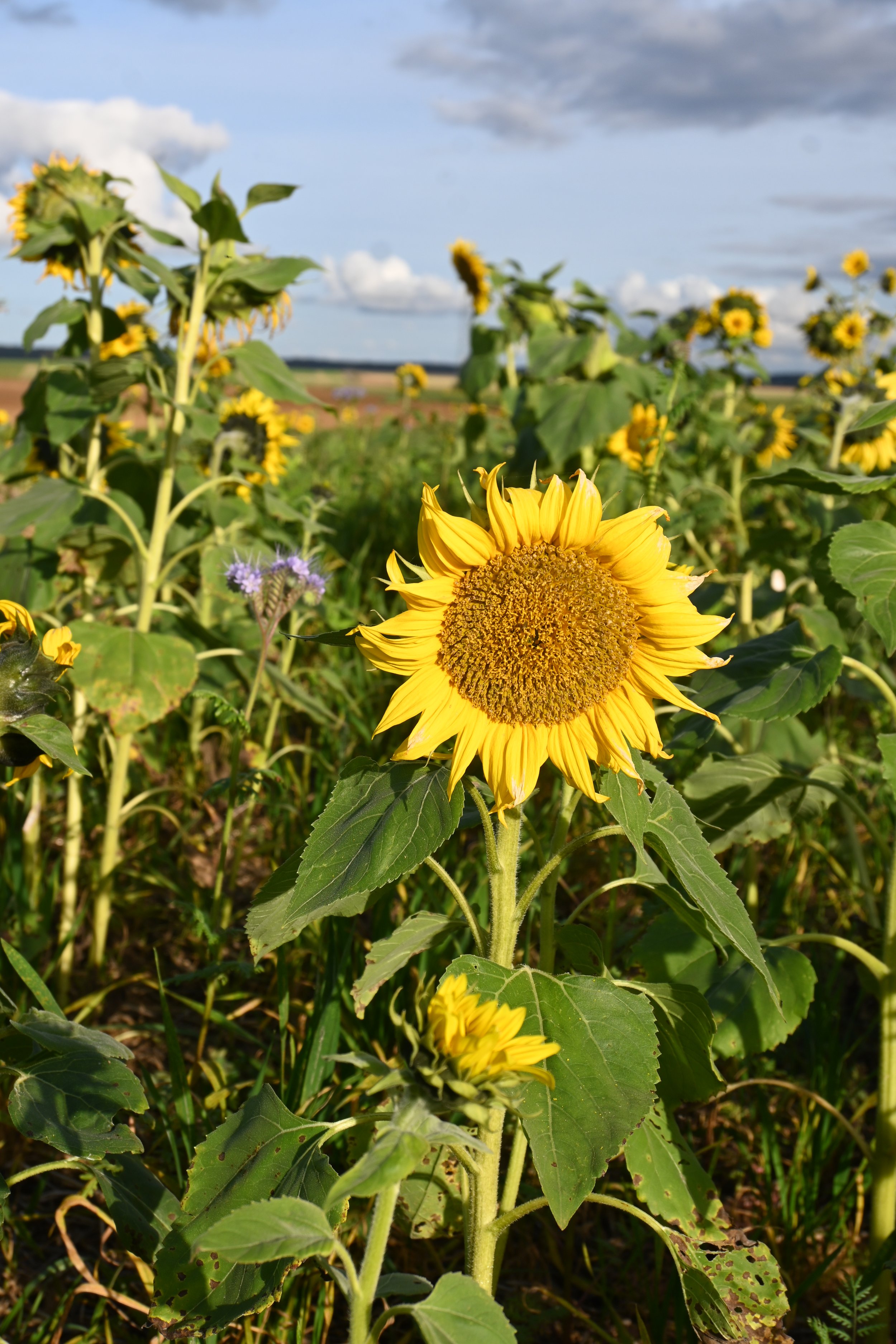 Sunflower Field