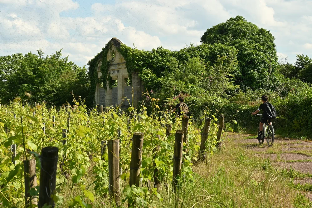Saint Emillion Vineyards