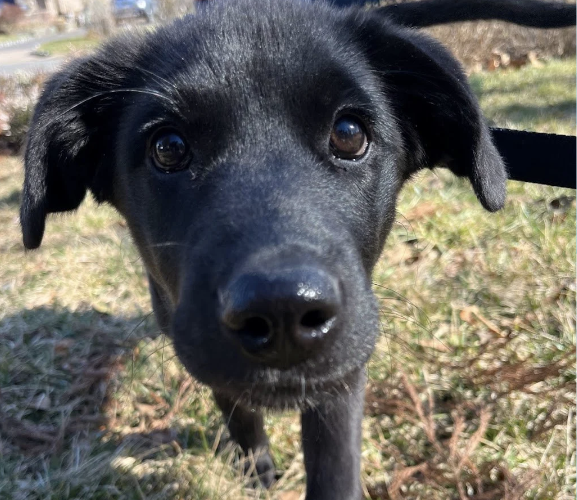 Your Puppy Isn’t “Done”After Puppy School