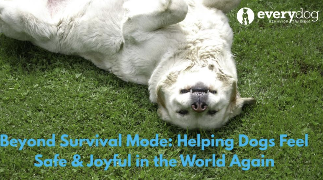 Free Webinar: Beyond Survival Mode: Helping Dogs Feel Safe & Joyful in the World