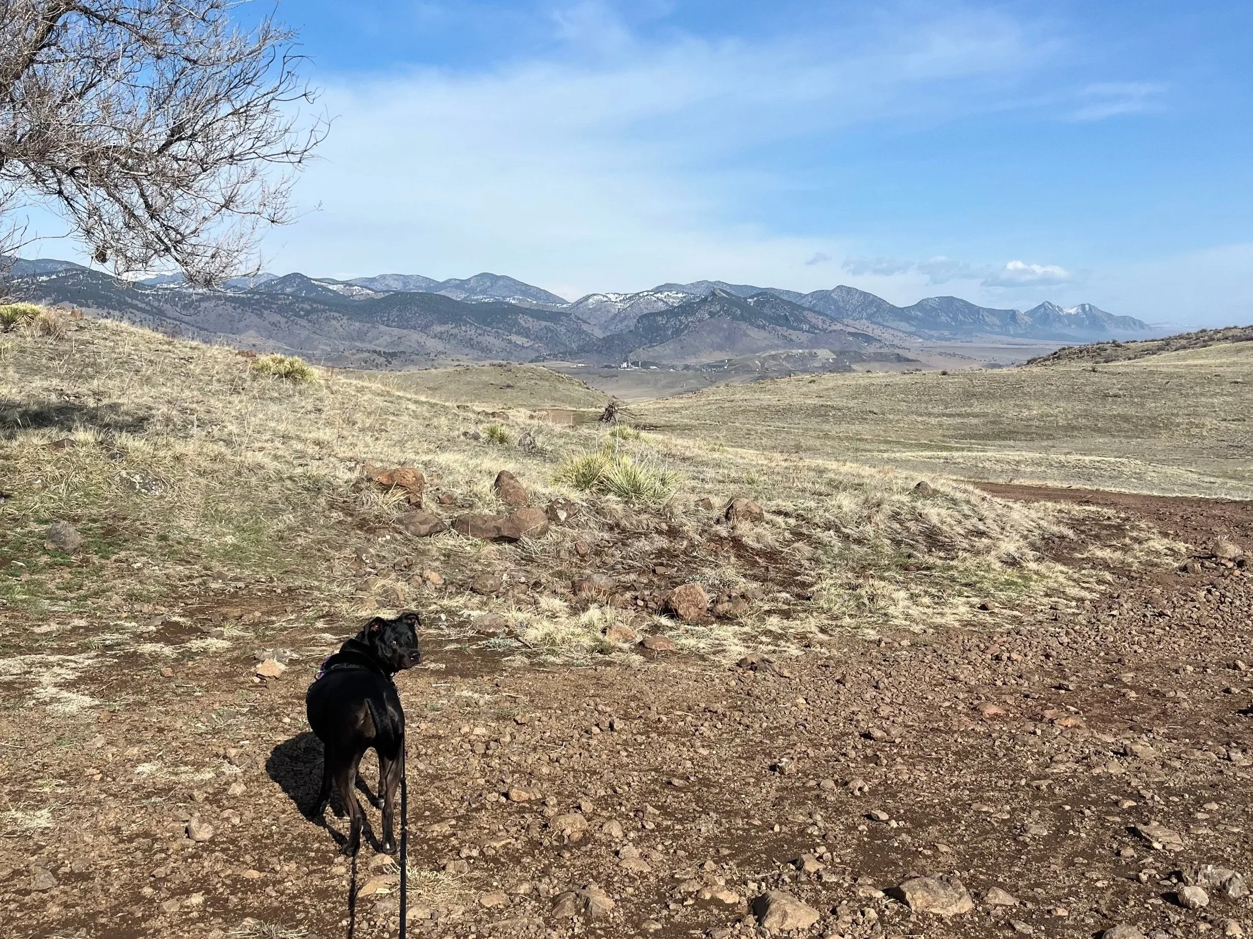 Calming the Chaos:                             How to Help You                 &amp; Your Dog                       Zen TF Out