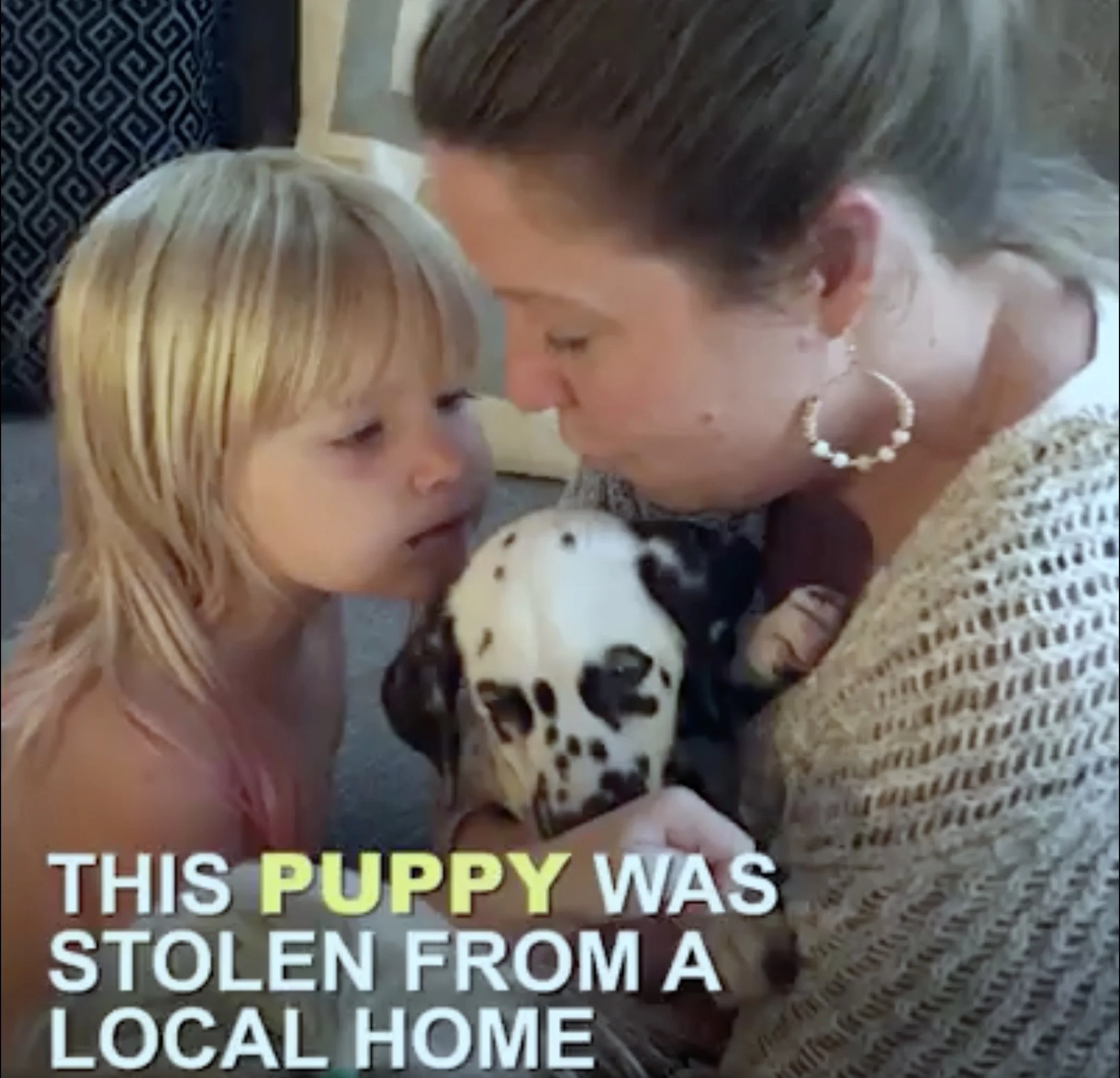 Puppy Stolen From Local Family