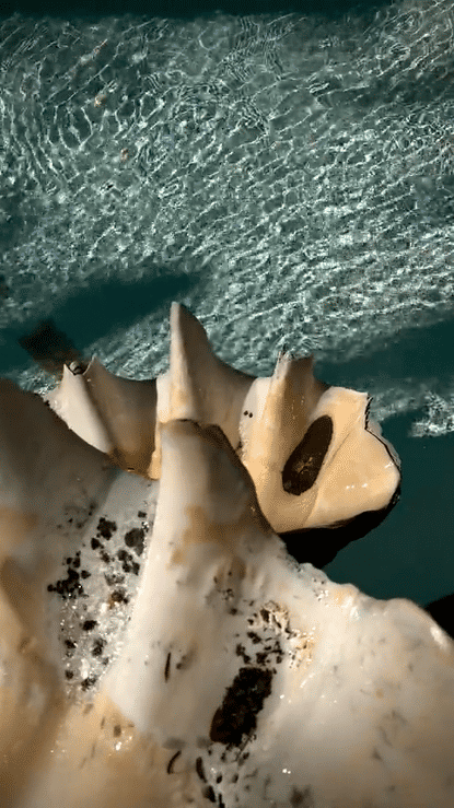 IMG_7028-high.gif