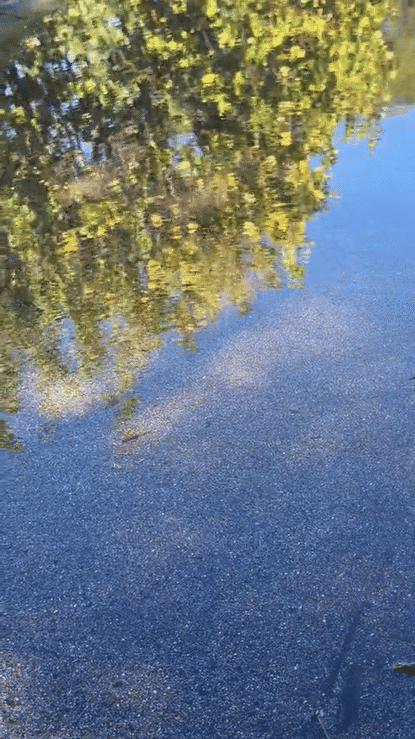 IMG_5218-high (1).gif