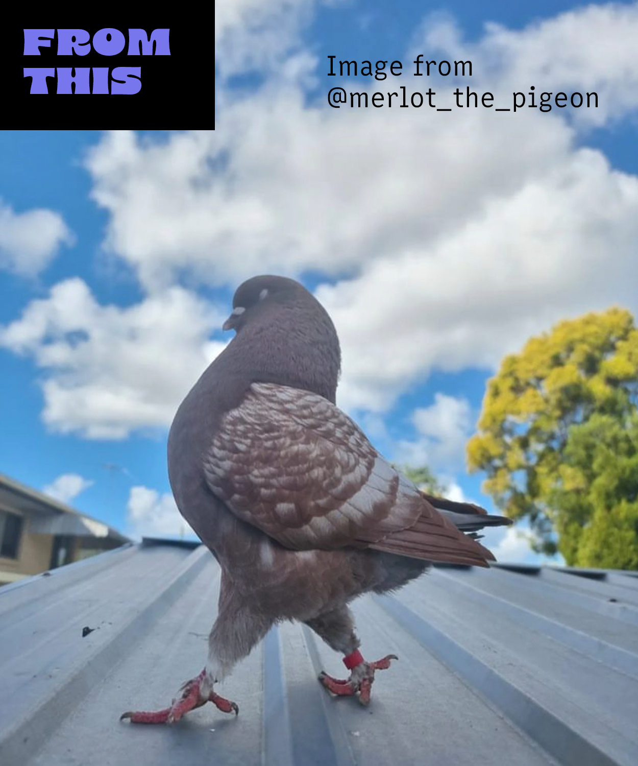 Pigeon 1.png