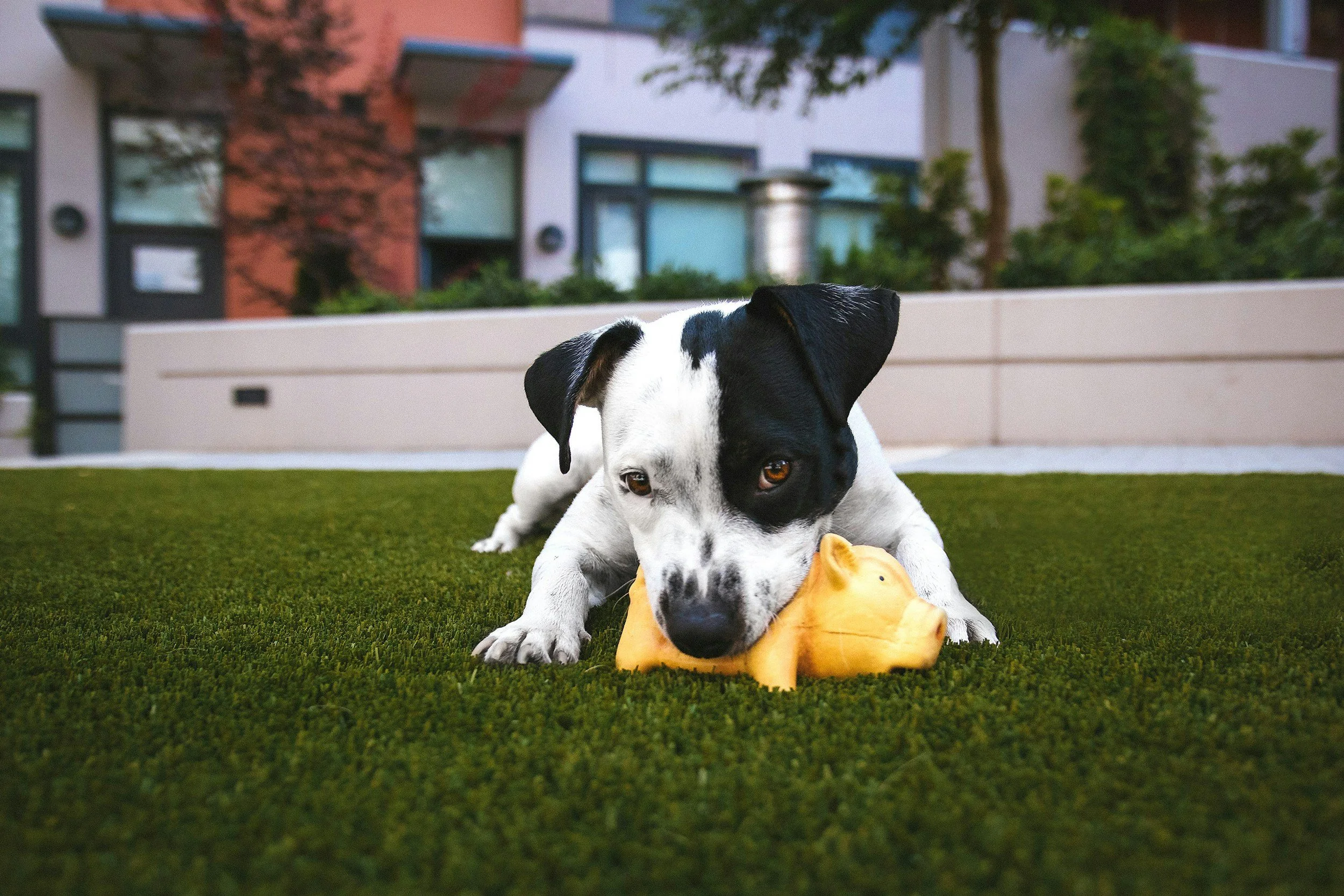 Black and white dog playing with a rubber toy on a grassy lawn in front of modern residential buildings.