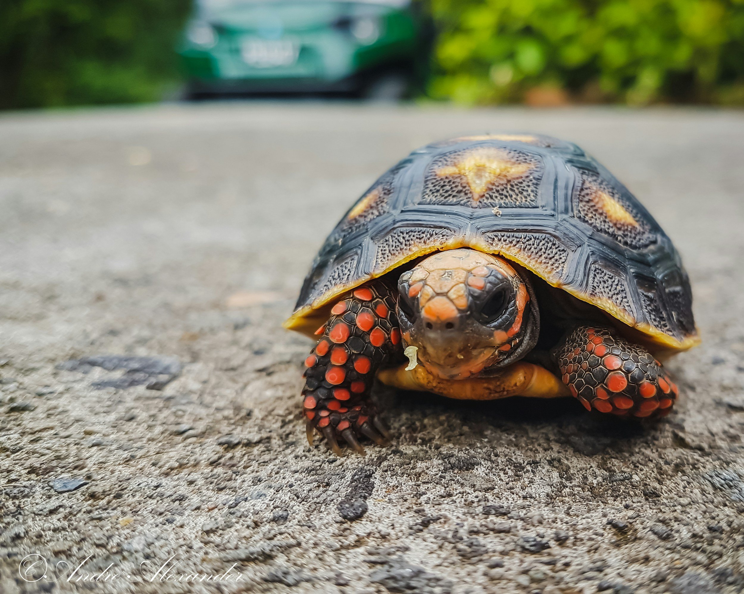 Our Turtles & Tortoises — Cat's Critters