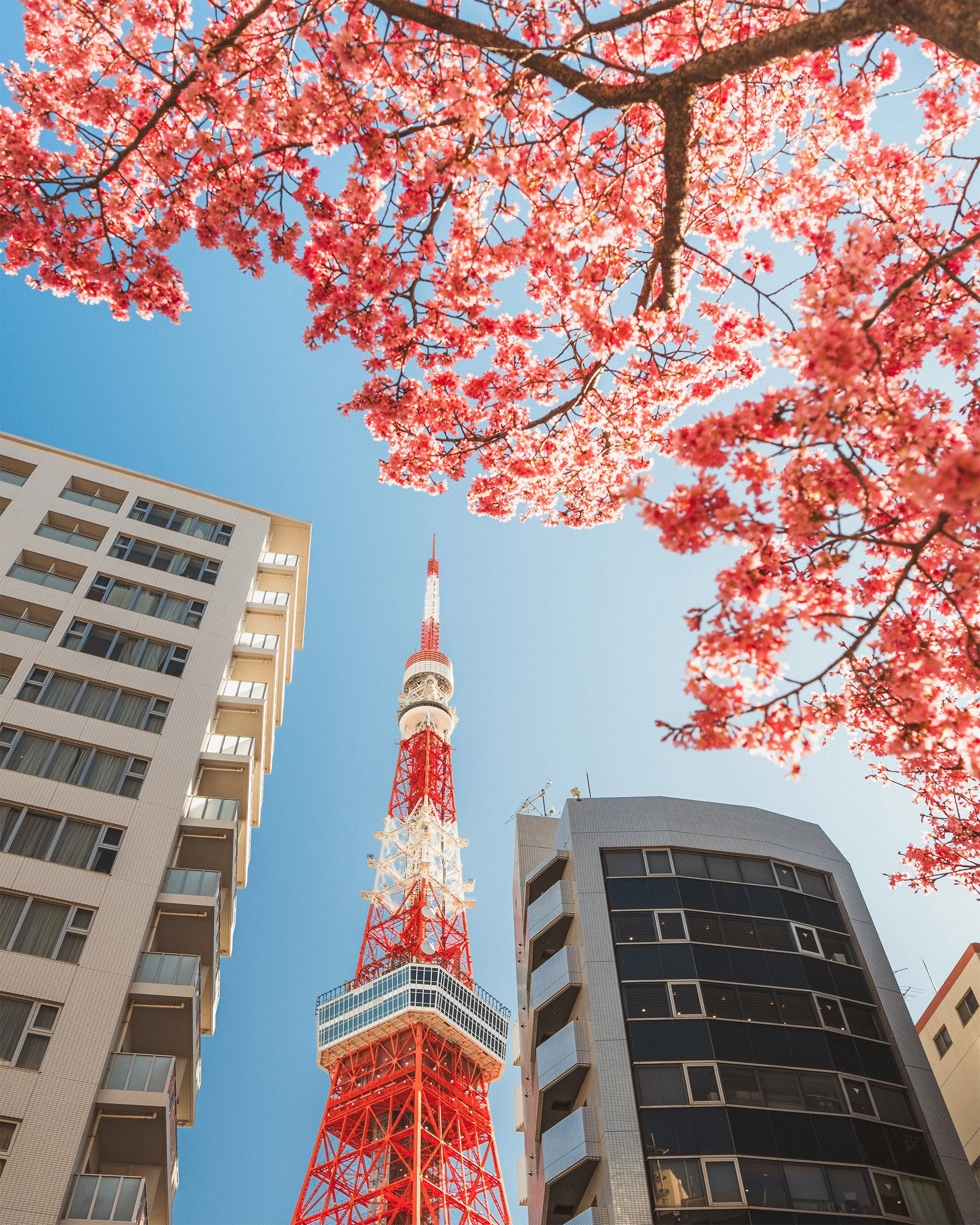 32_Web_JapanPortfolio.jpg