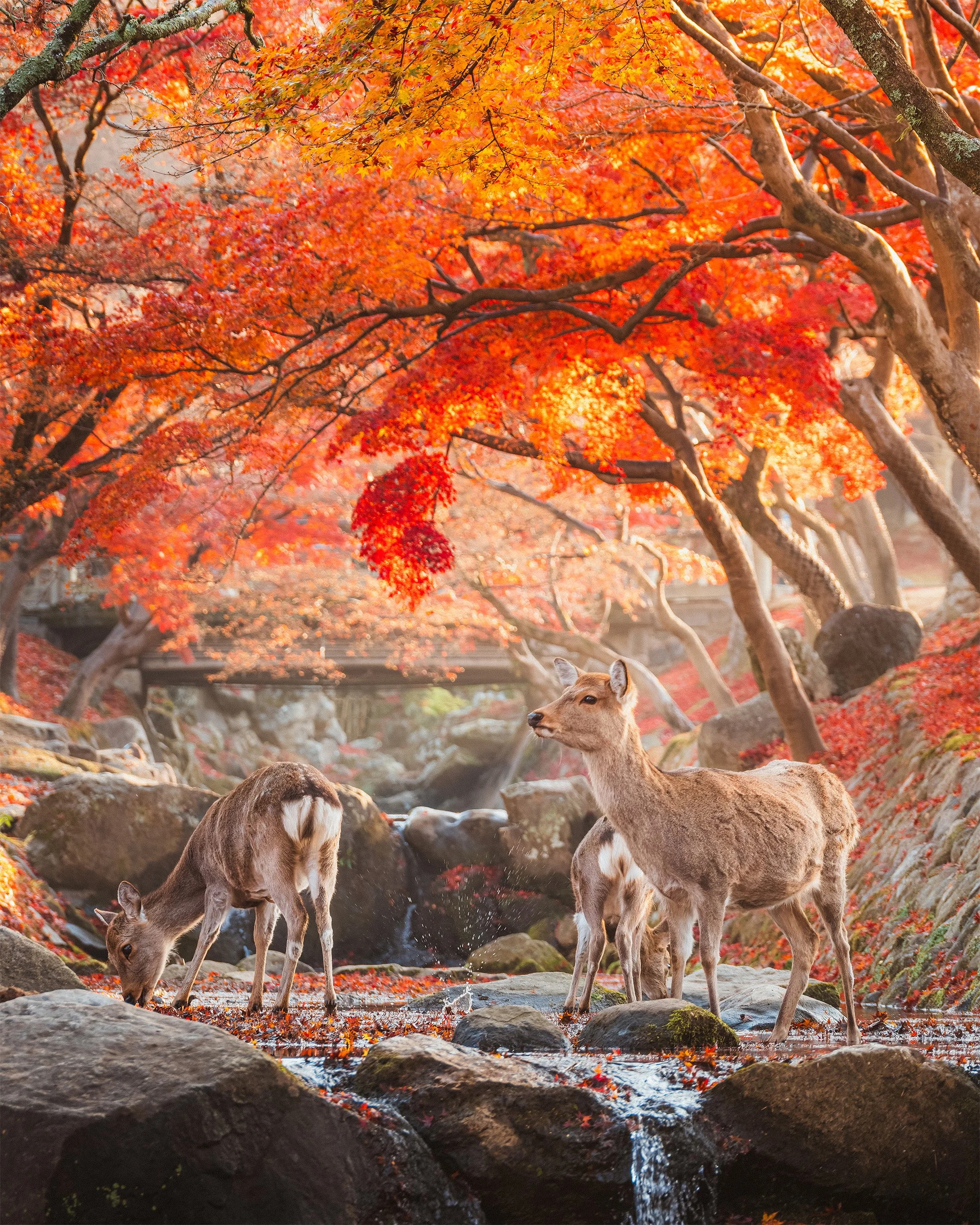 13_Web_JapanPortfolio.jpg