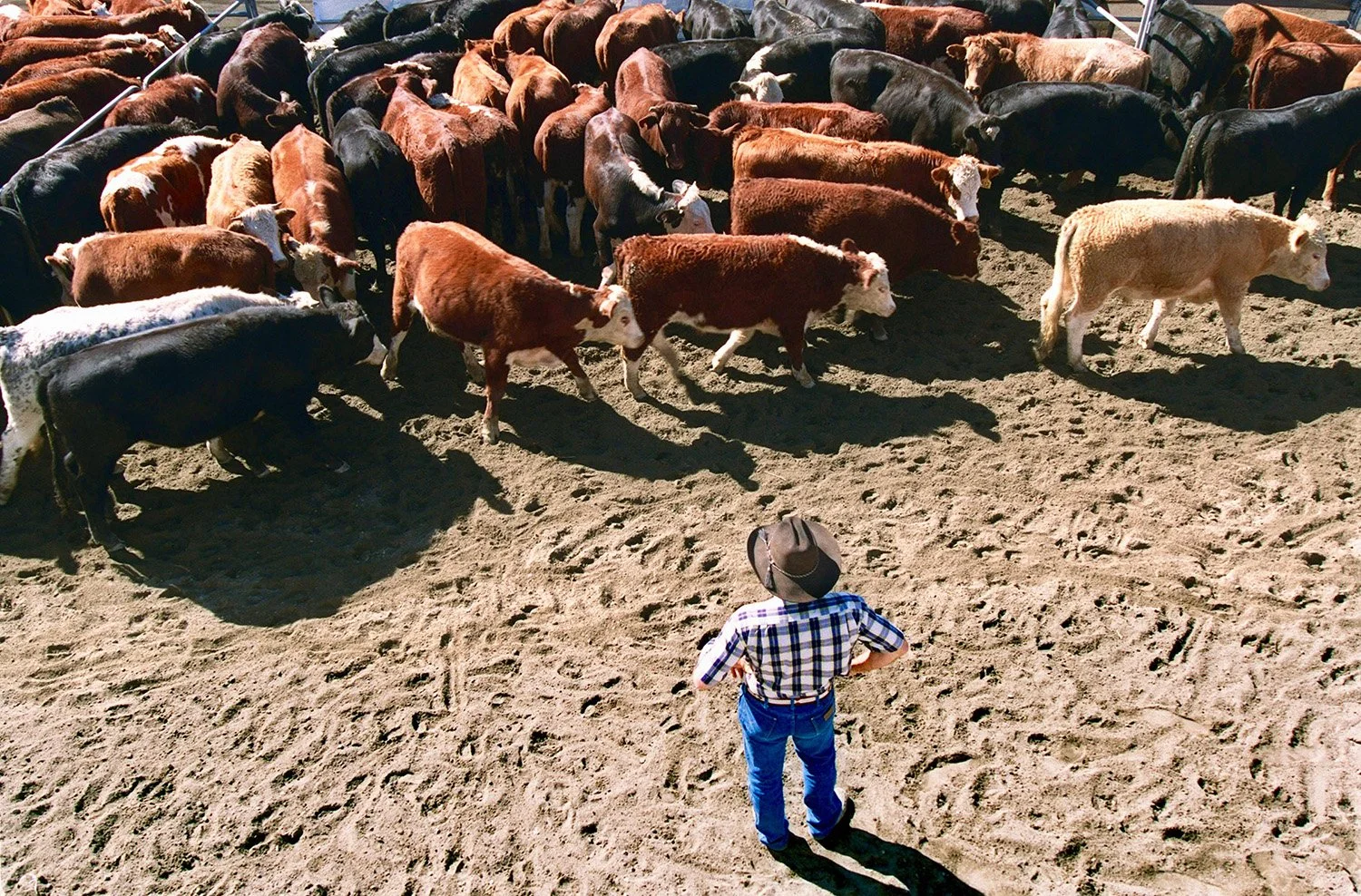 Muir Meats Wholesale Australian Grown Meats.jpg