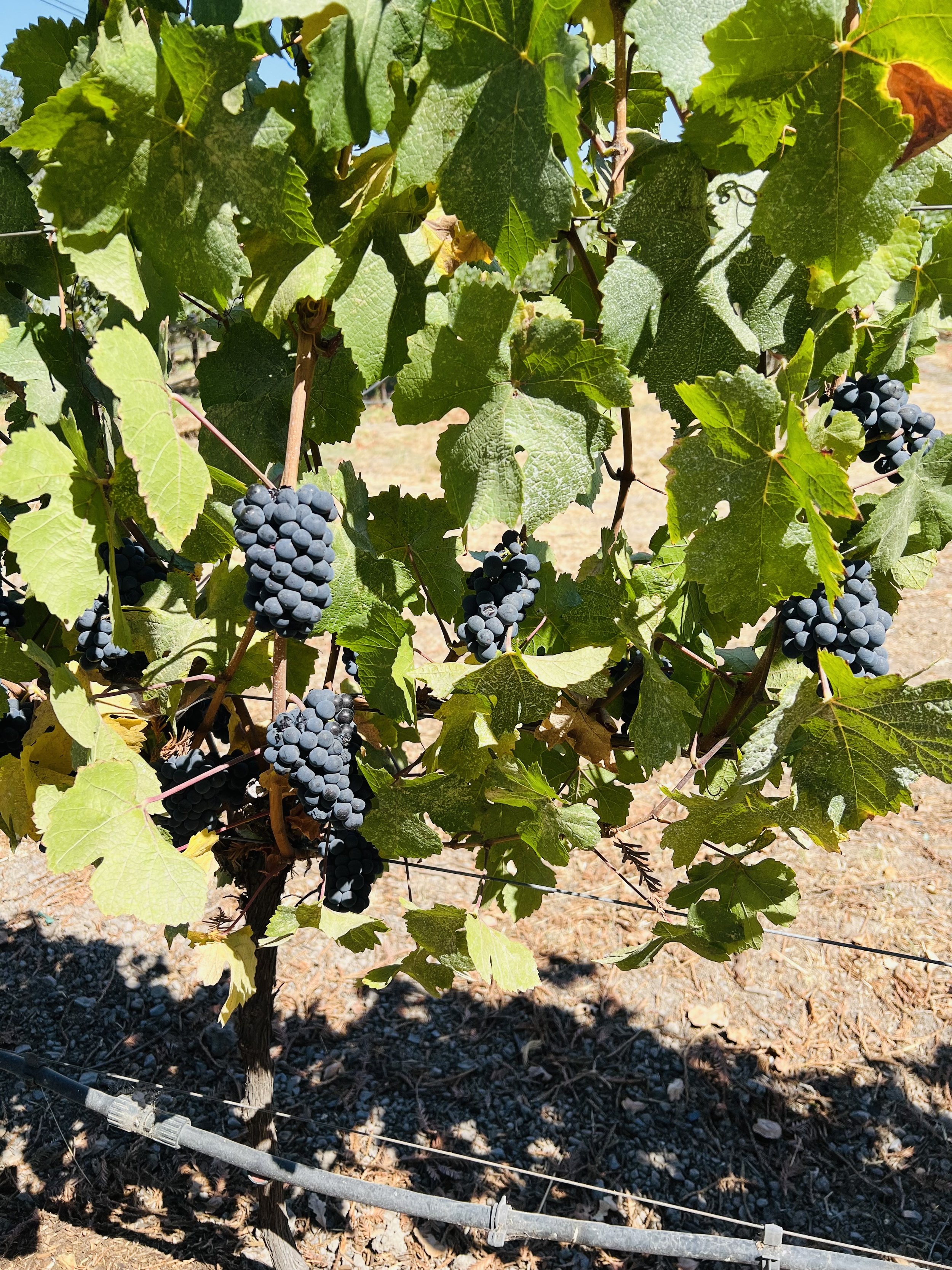 The Roots and Realities of Sonoma County Wine Country Real Estate