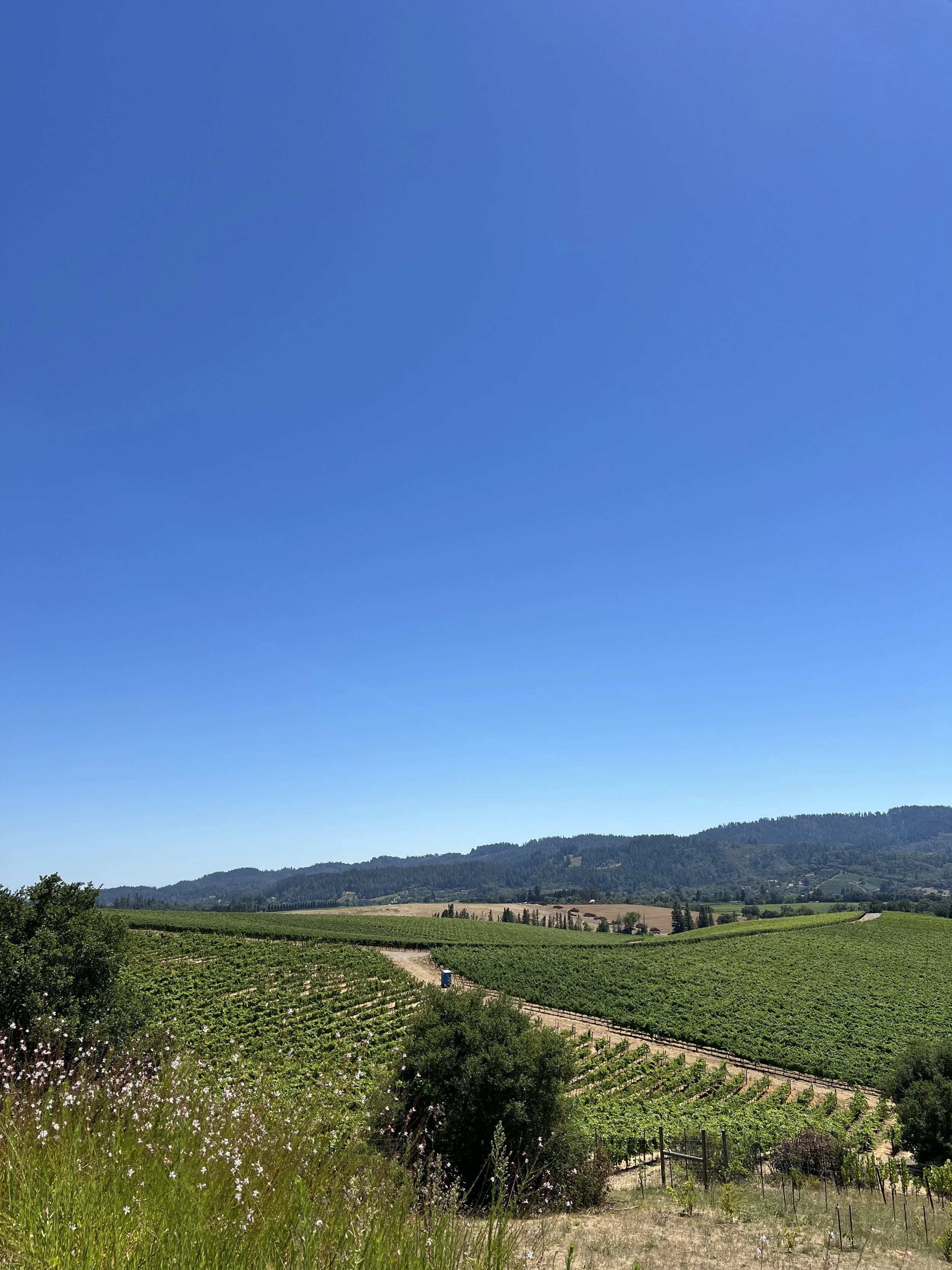Why Patience is Winning the Day in the Healdsburg Real Estate Market