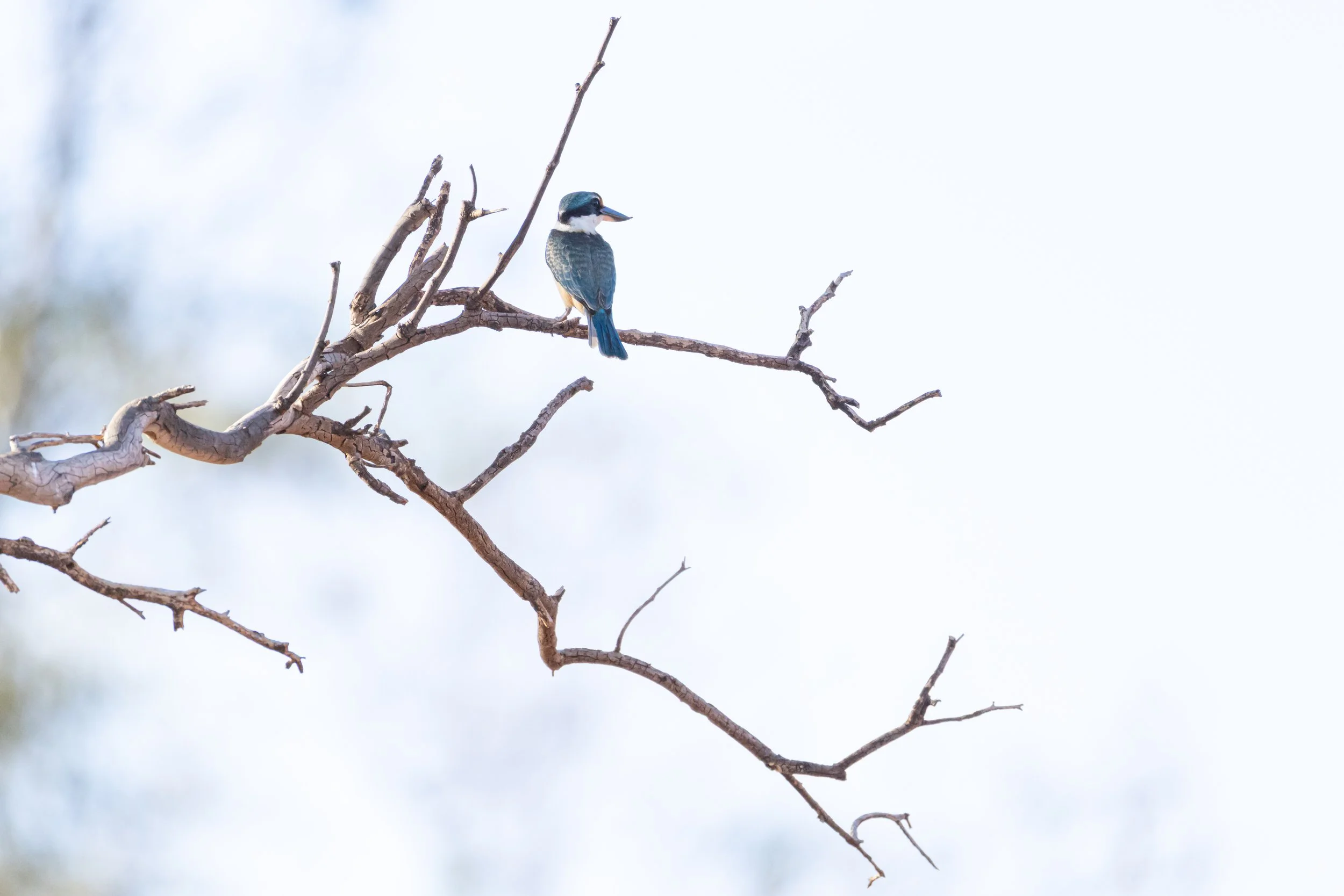 _J8A7882 Michelle McKoy Photography - Australian birds.jpg