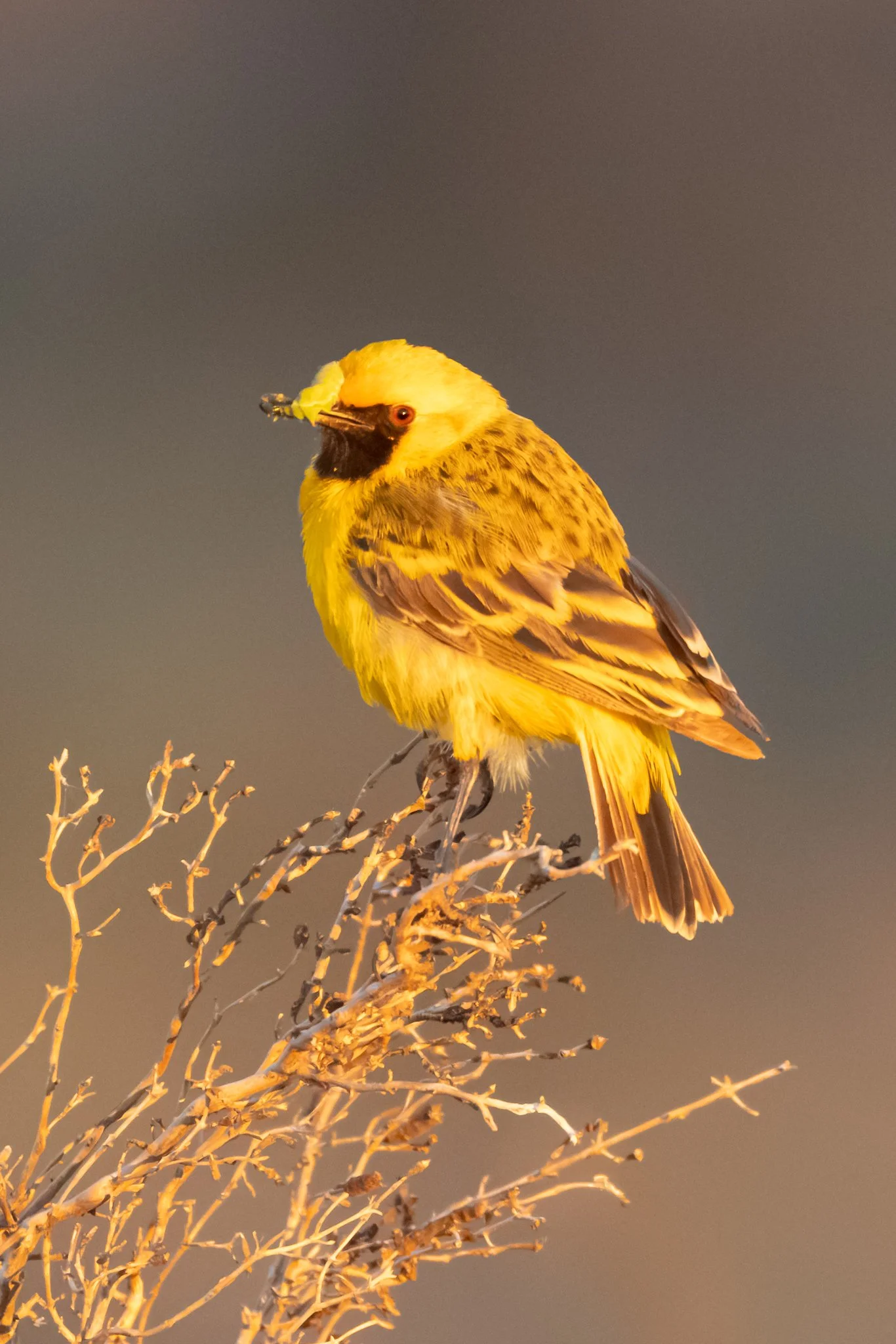 Orange Chat (male) - Onslow, Western Australia 