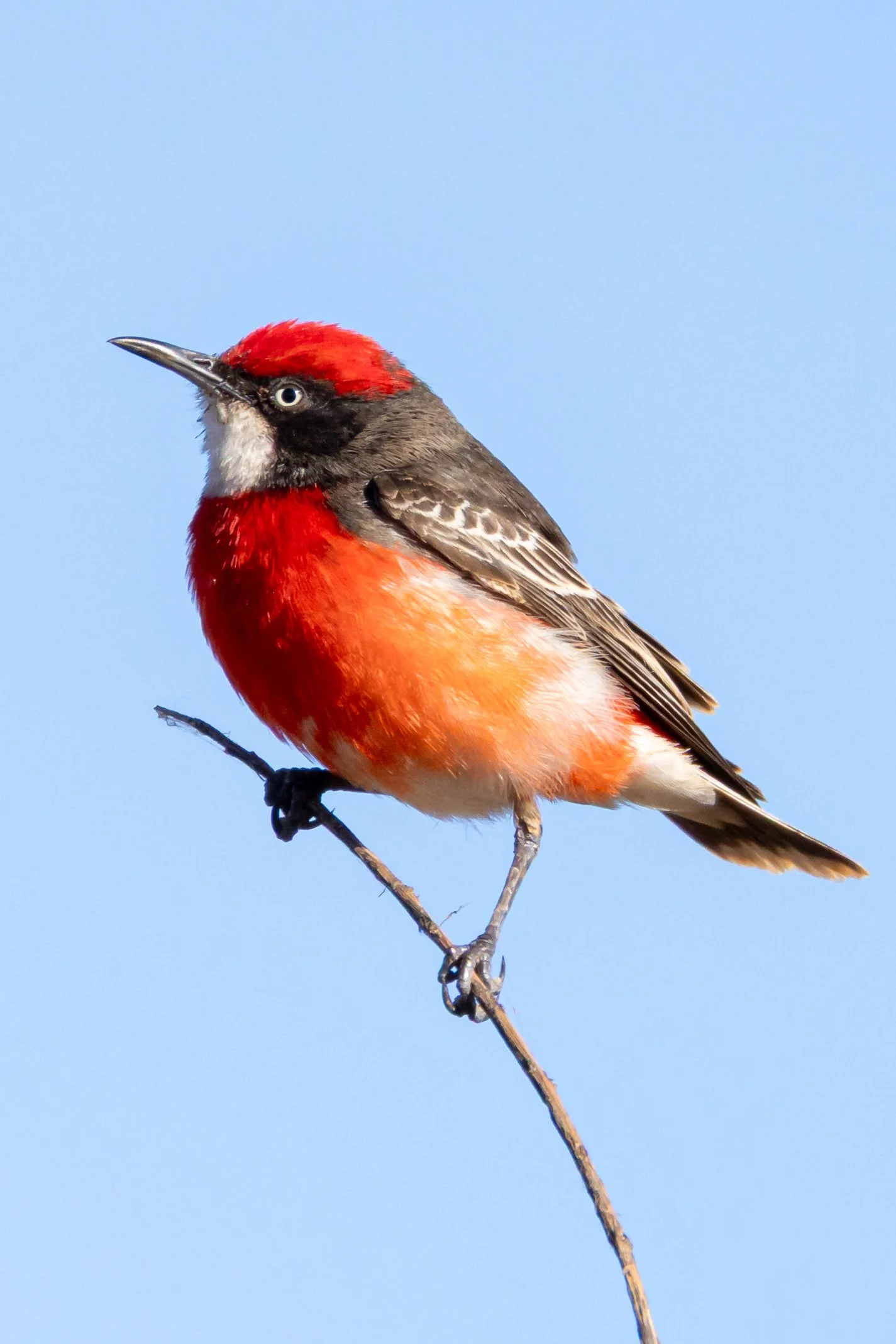 Crimson Chat - Onslow, Western Australia Bird Photography _J8A1884.jpg