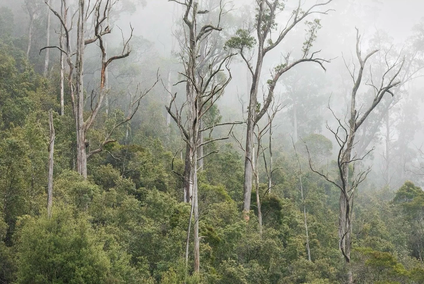 Travelling with @joykachinaphotography through the windy mountain roads on our way to Cradle Mountain, Tasmania. 

📷 low cloud and mist in the forest, Cradle Mountain - Lake St Clair National Park 

#tasmania #tasmaniagram #seetasmania #natgeoyoursh