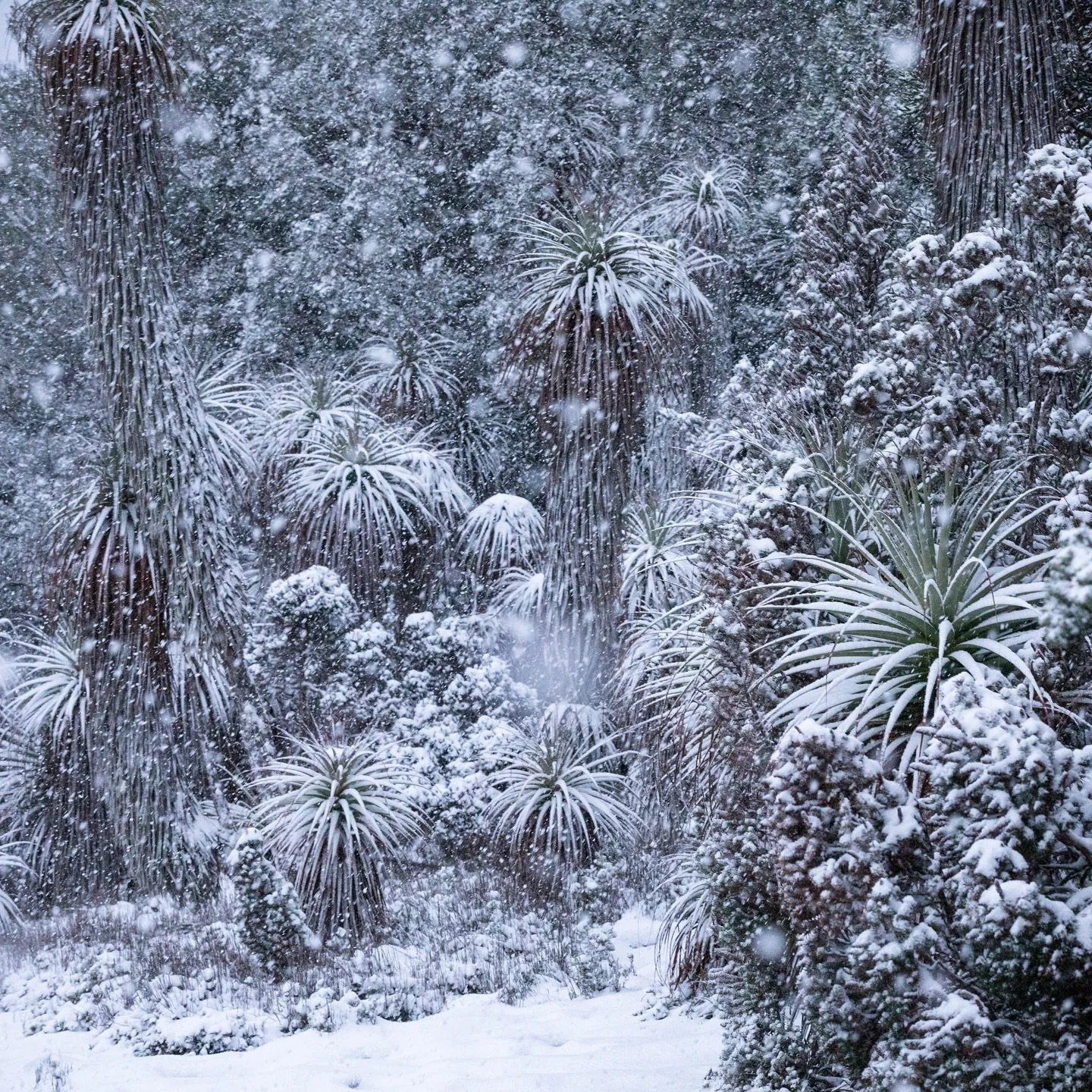📷 Cradle Mountain Pandani in the snow

Feeling so lucky to have experienced 2 amazing days of snowfall, while we visited Cradle Mountain with my beautiful friend @joykachinaphotography 

Trying to juggle an umbrella, camera, tripod with bulky gloves