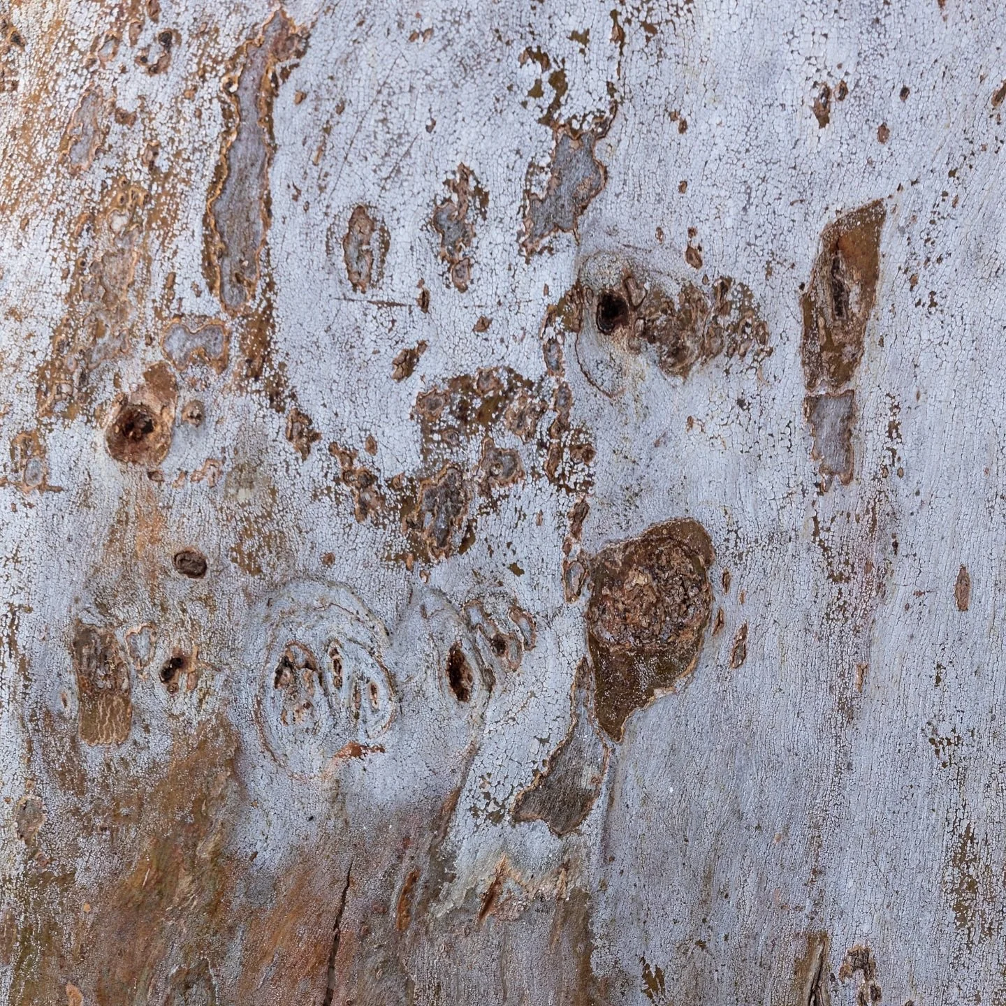 Wow I&rsquo;m always amazed and inspired by nature. 

We often find abstract faces that appear in aerial landscape photos and now surprisingly in these images I photographed recently of river gums, at the Ashburton River. 

This one appears as a boy&