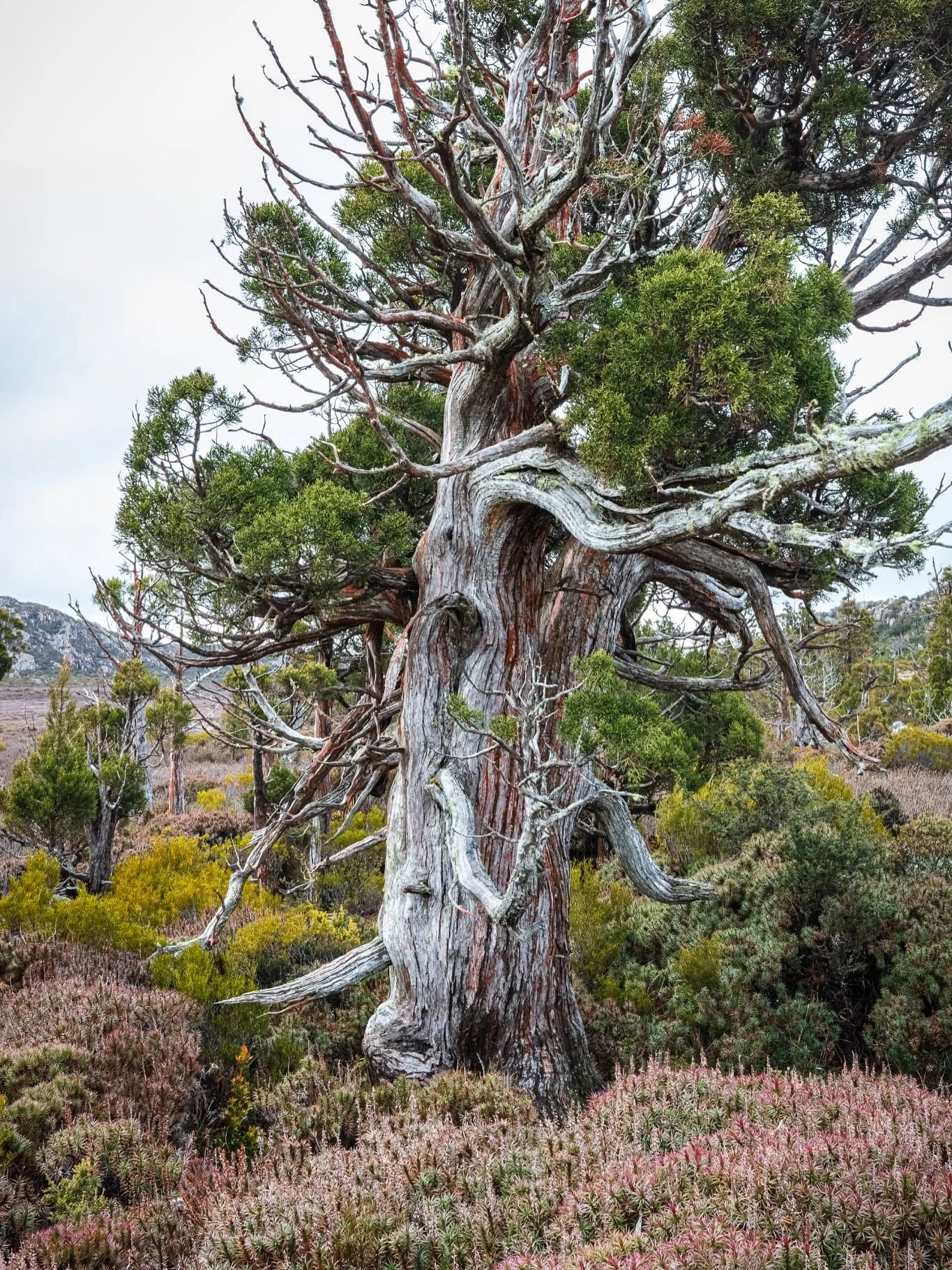 Stunning ancient Pencil Pines, at Pine Lake, Central Plateau of Tasmania. 

These beauties grow in sub-alpine areas above 800 metres and can reach ages of more than 1200 years. They clonally reproduce through suckering with some strands are likely to