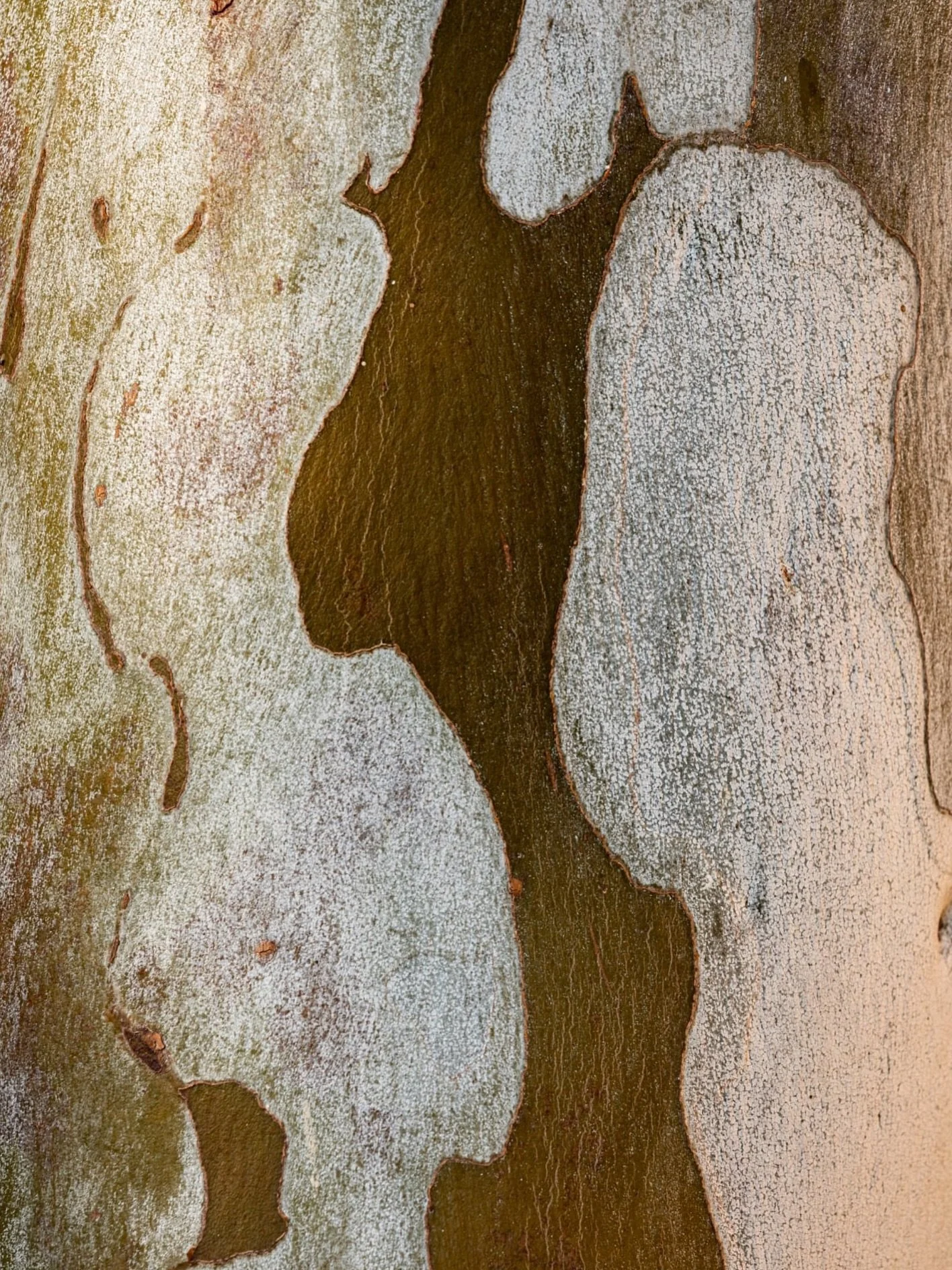 Another river gum abstract photo from the Ashburton River recently. I&rsquo;m seeing an alien in this shot. 

I&rsquo;ve shared the wide shot of the river gum also, showing this image and one I shared previously which was also captured from this same