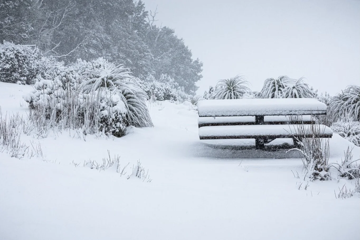Cradle Mountain NP 

So many beautiful memories of our recent trip to Tasmania ❤️

❄️ One of the highlights was definitely the snowfall during our time staying at Cradle mountain, in the cabins for 3 night. 

Perfect for photography as well as connec