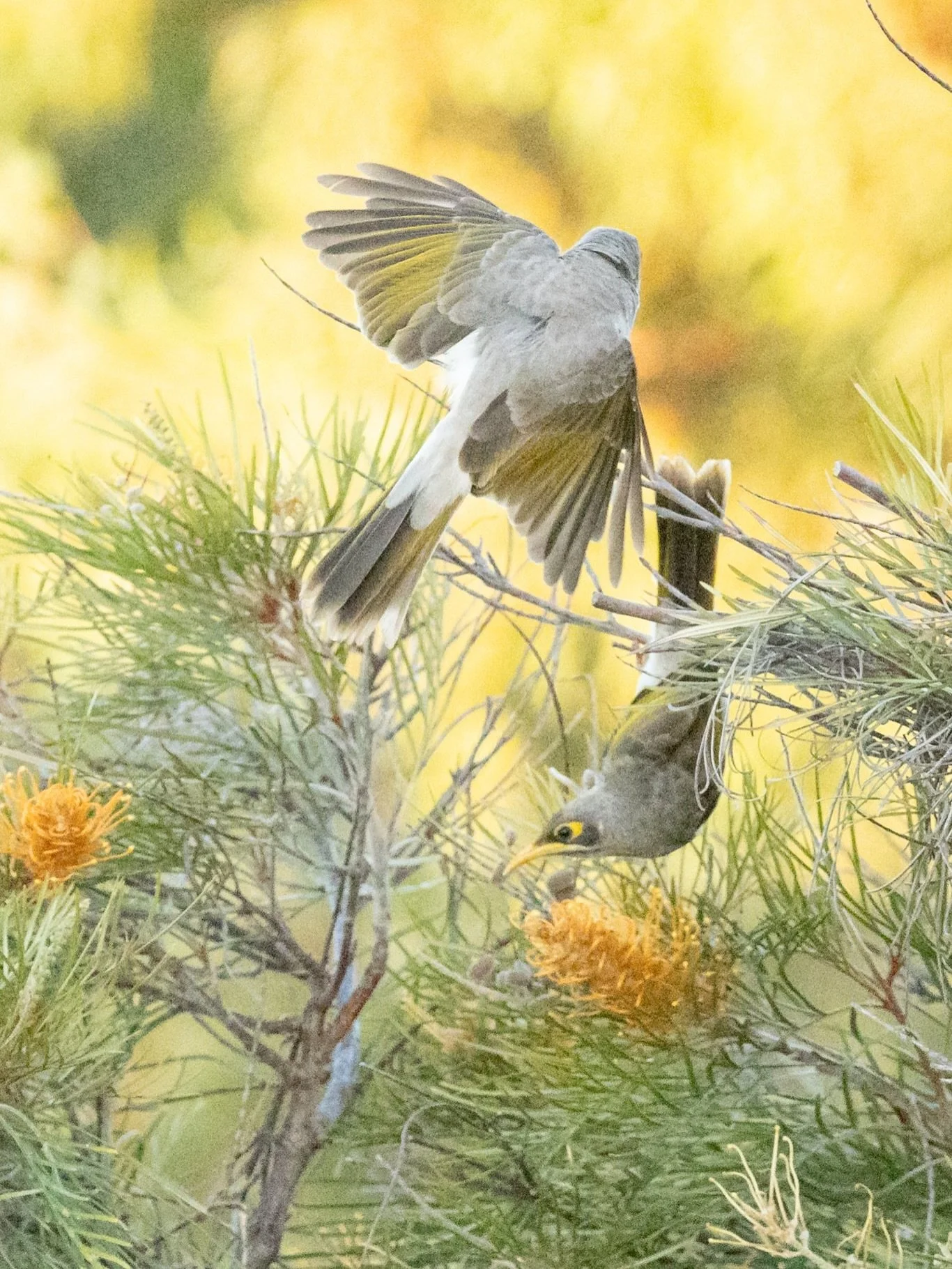 Noisy Miner/ Australian native honeyeaters, enjoying the Grevillea flowers during golden hour 🌅

#nativehoneyeater #minerbirdsofinstagram #australianbirdphotography #birdsofinstagram #birds_captures