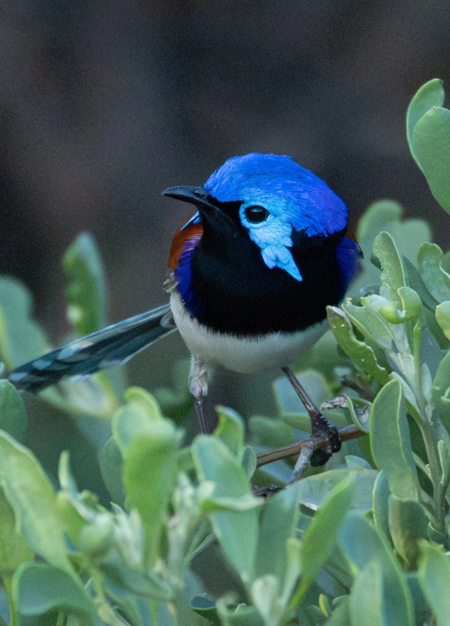 Purple-backed Fairy Wren - Onslow, Western Australia 