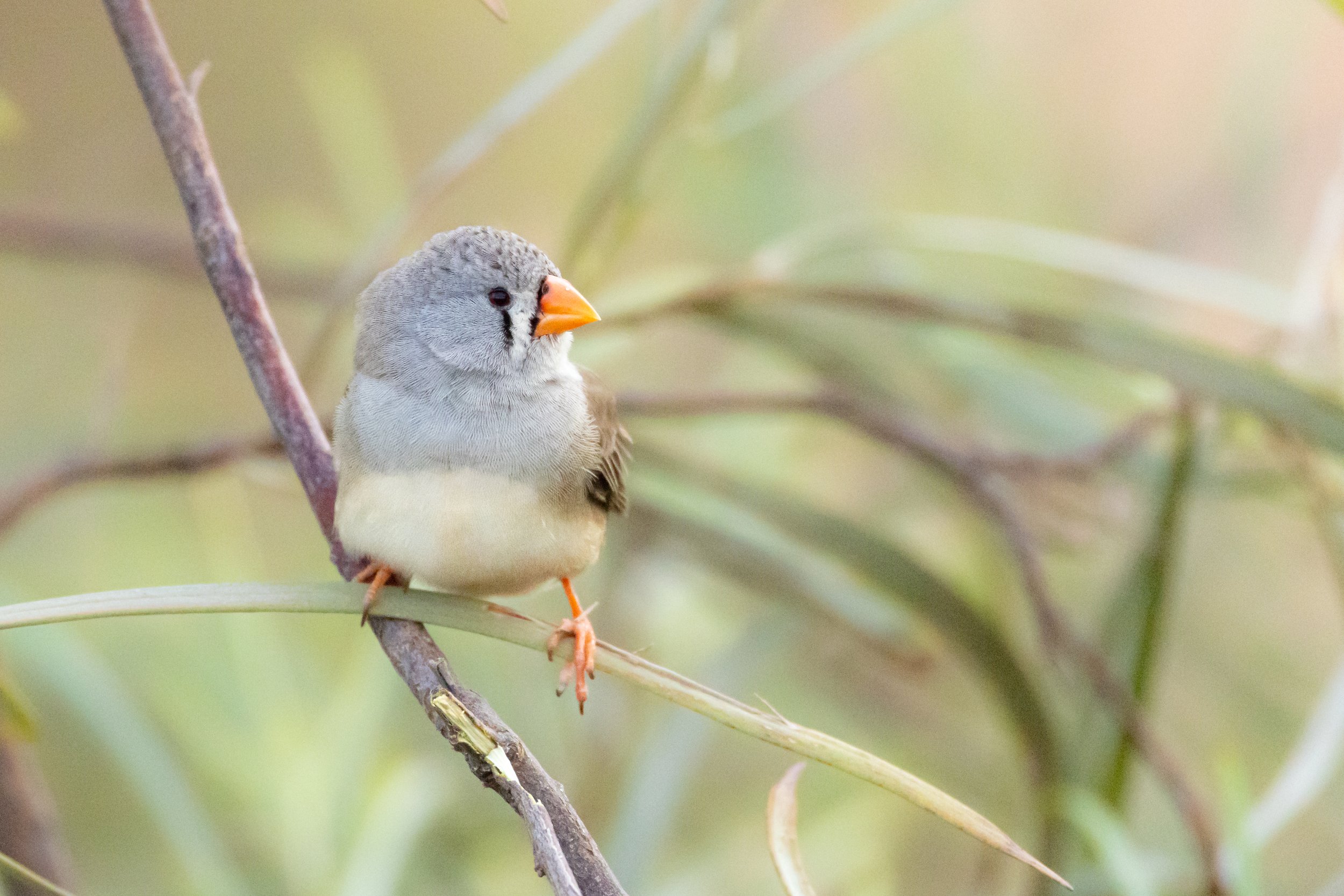 _J8A8646 Michelle McKoy Photography - Australian birds.jpg