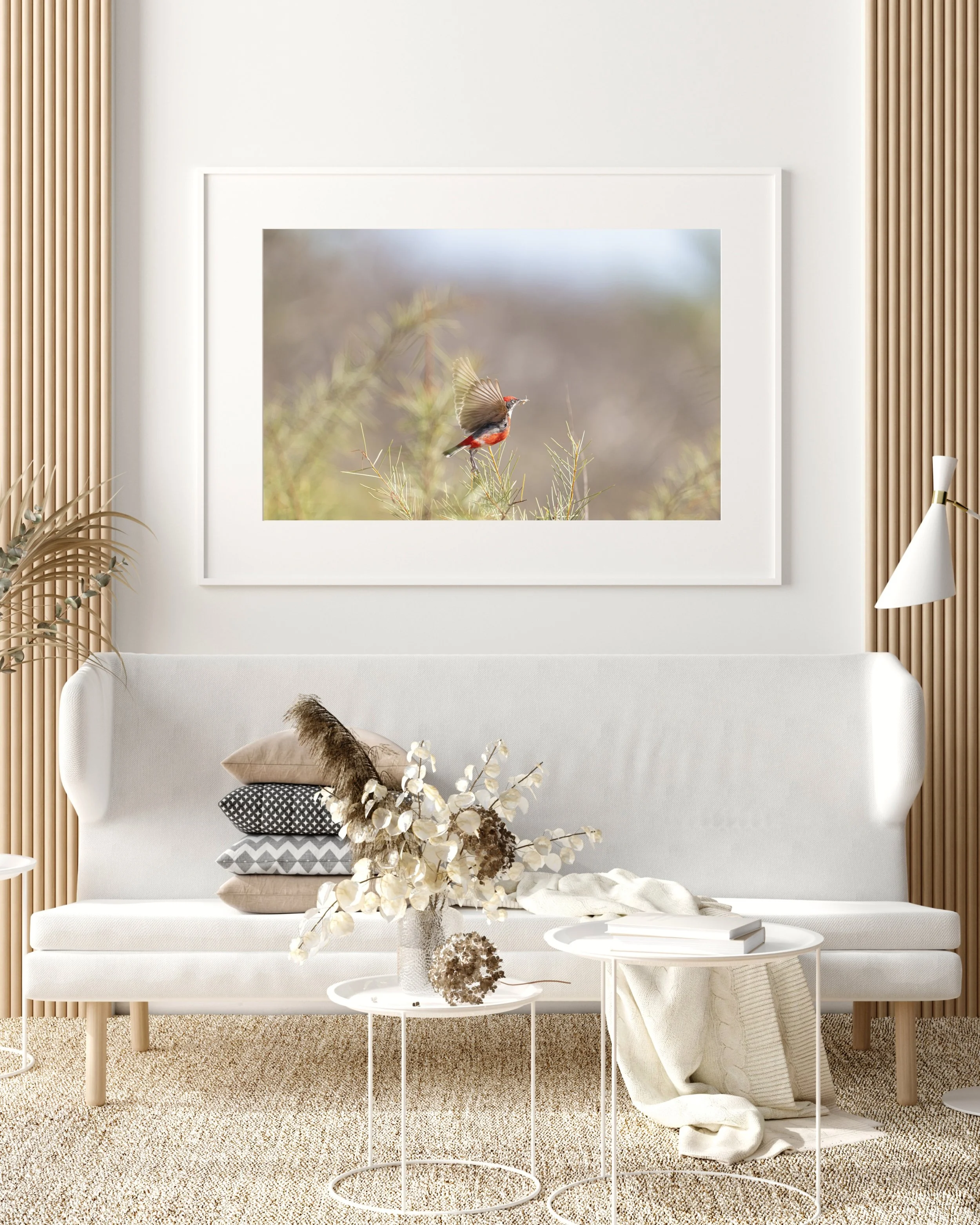 Fine Art Print - Crimson Chat. Onslow, Western Australia