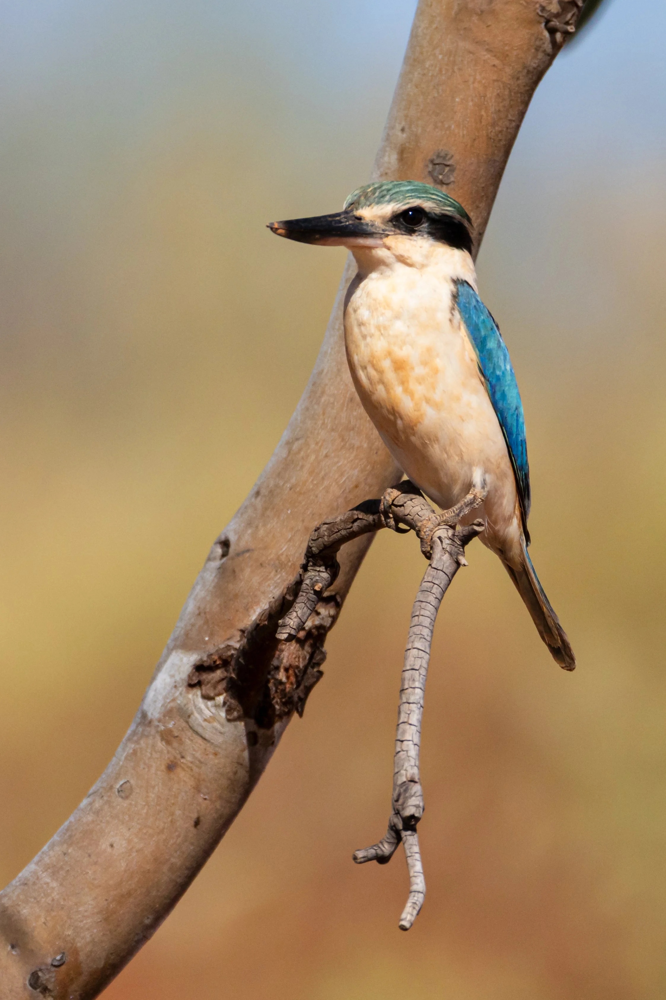 Kingfisher bird photography, Onslow, Western Australia _J8A7557.jpg