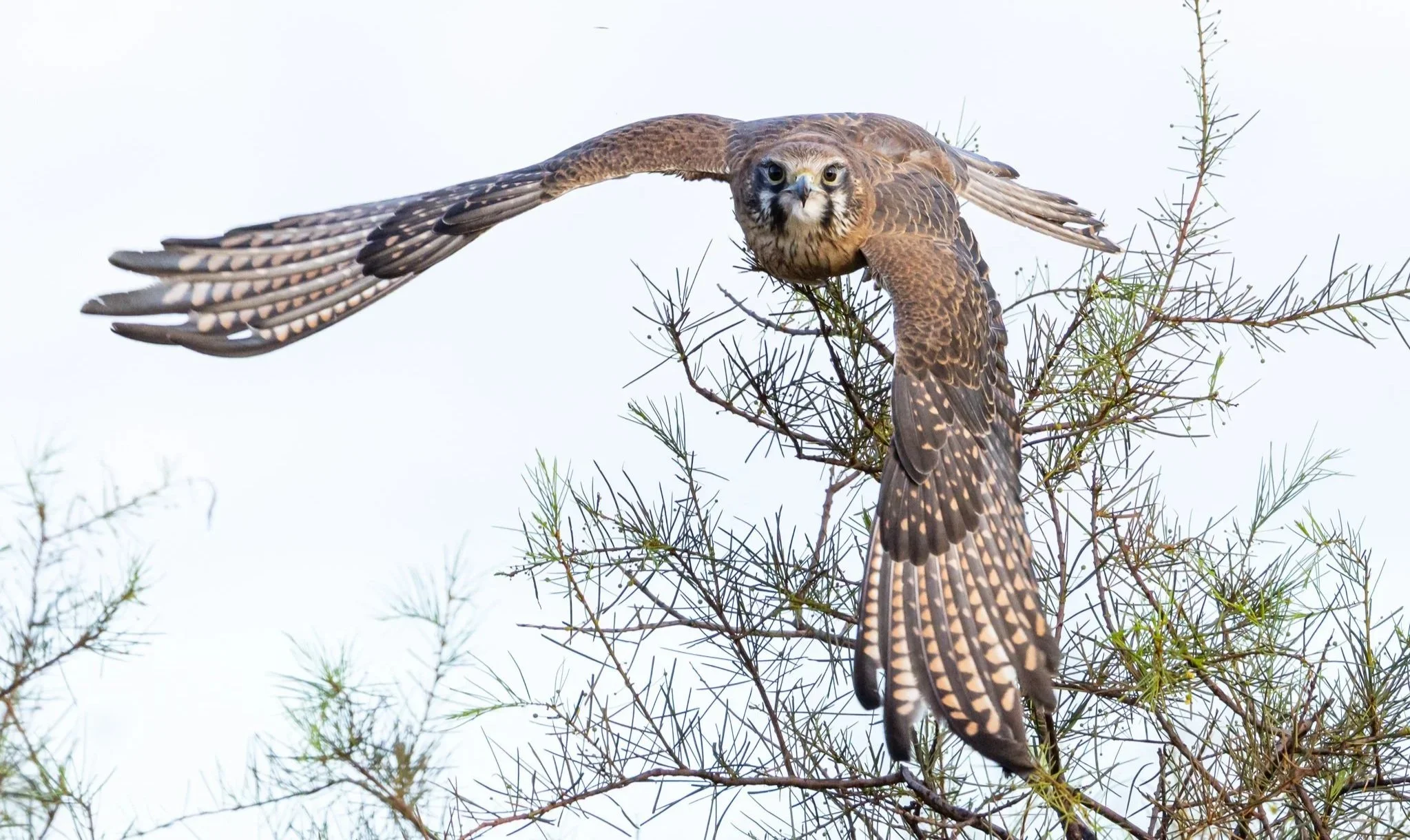 Brown Falcon - Ashburton River, Onslow, Western Australia 