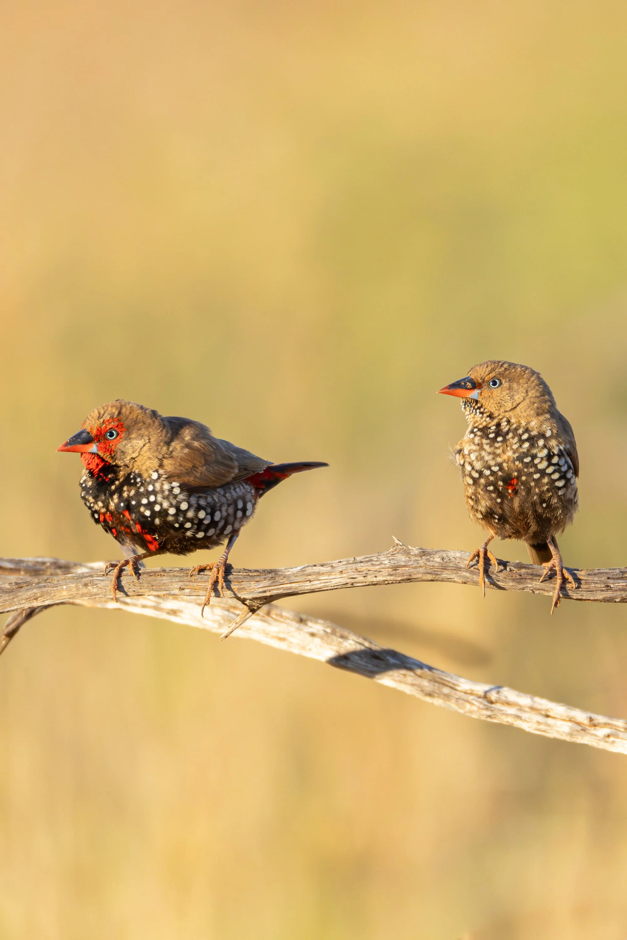 Painted Finch pair - Onslow, Western Australia _J8A5005.jpg
