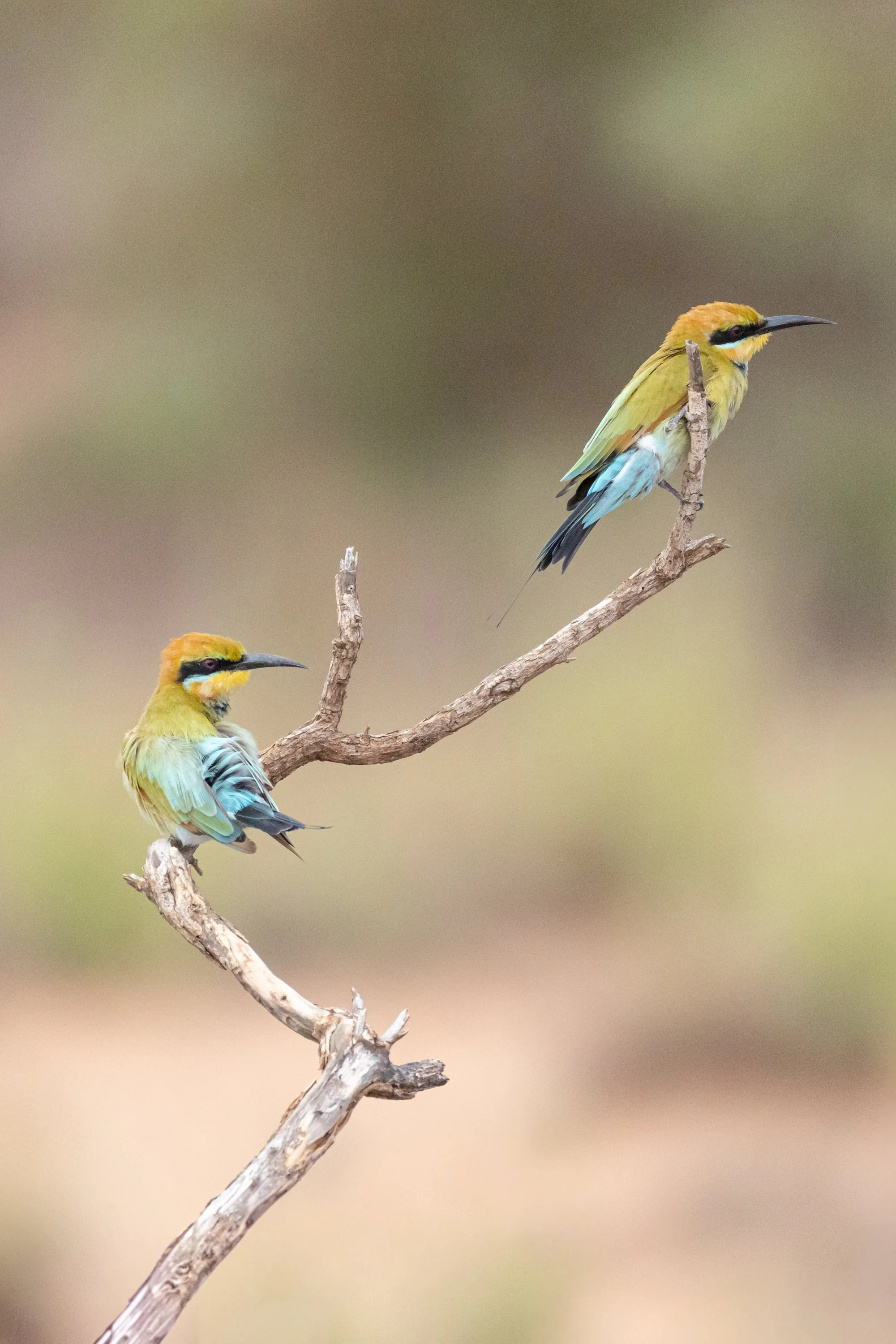 _J8A4215 Michelle McKoy Photography - Australian birds.jpg