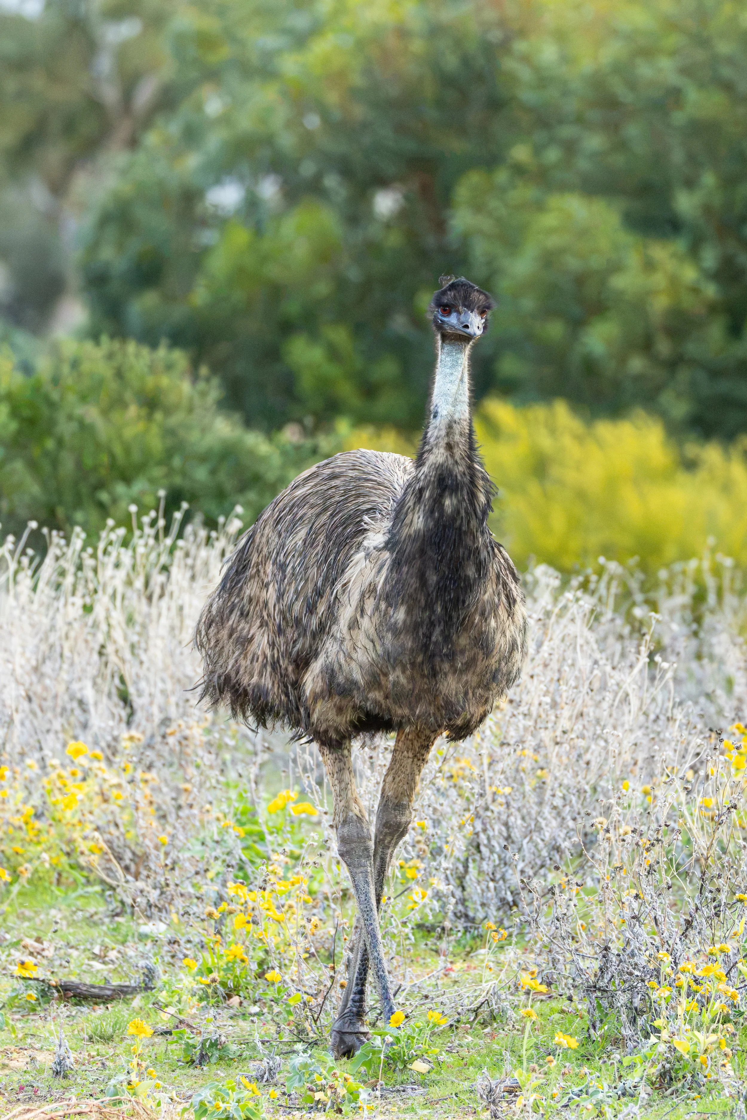 Emu - Kalbarri, Western Australia